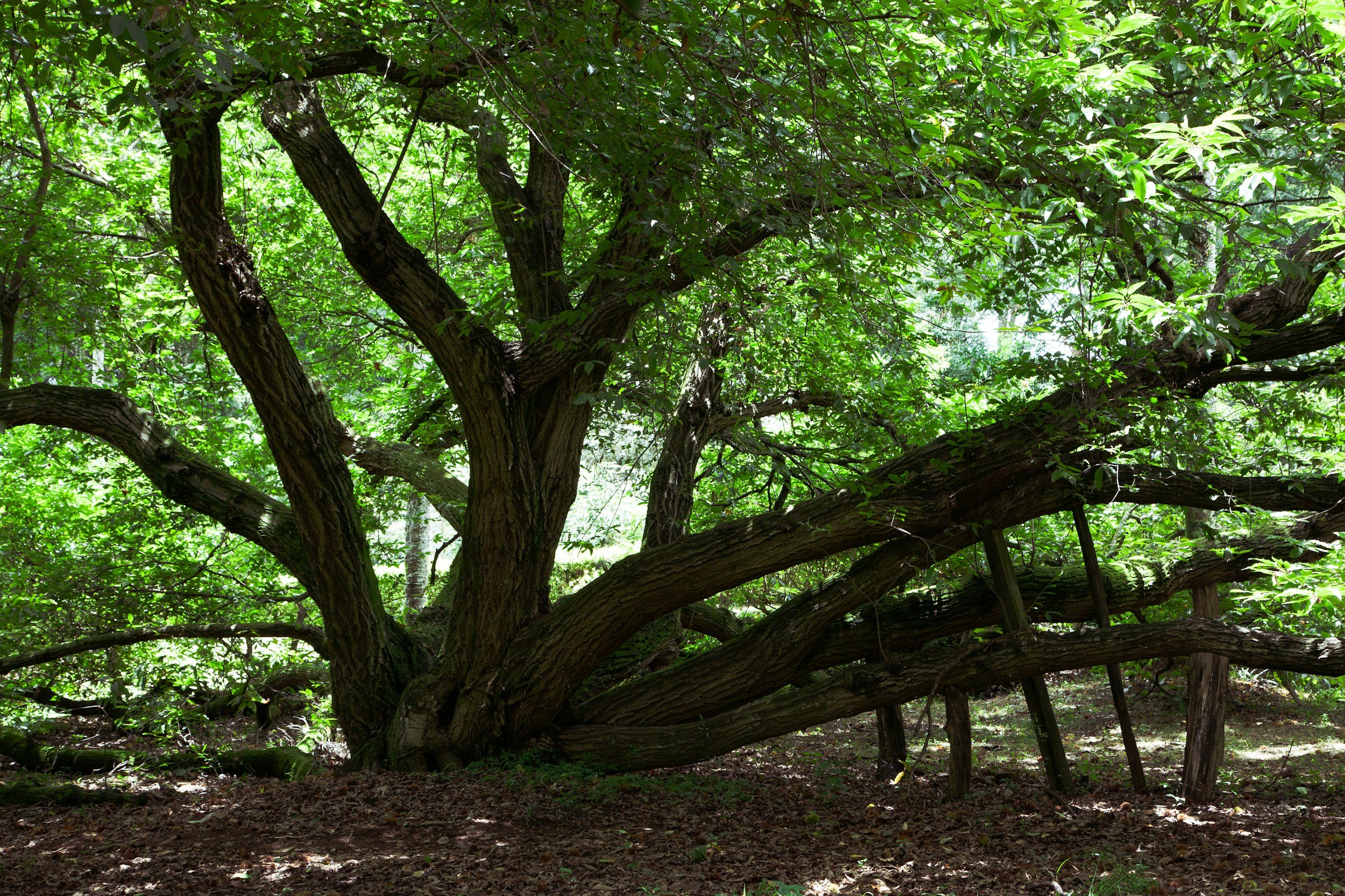 Marry me under the chestnut tree