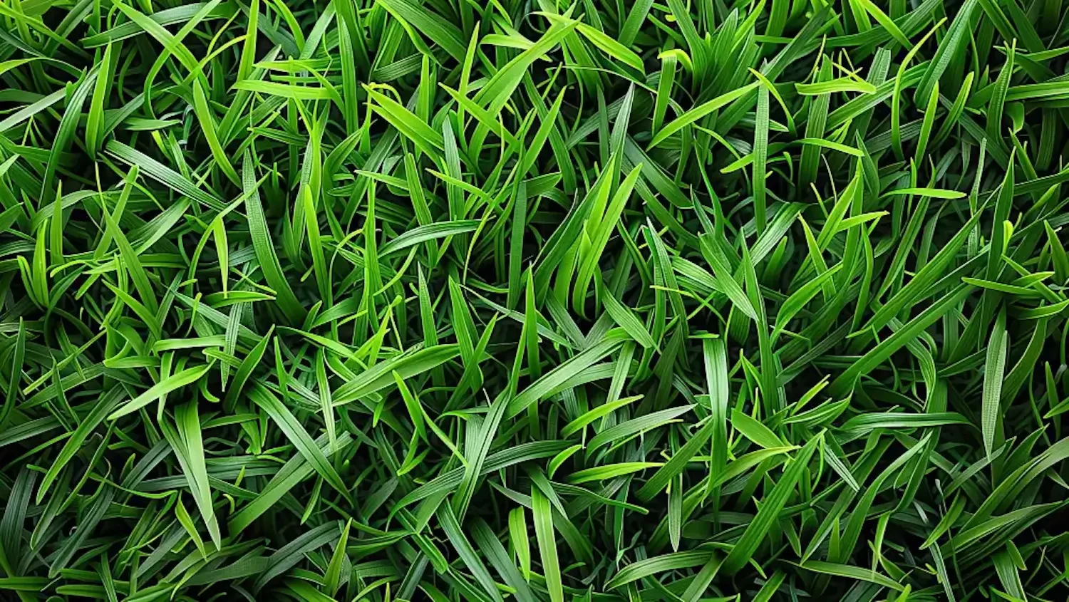 Nitro-Phos Fertilizers green St. Augustine grass in Houston, Tx.