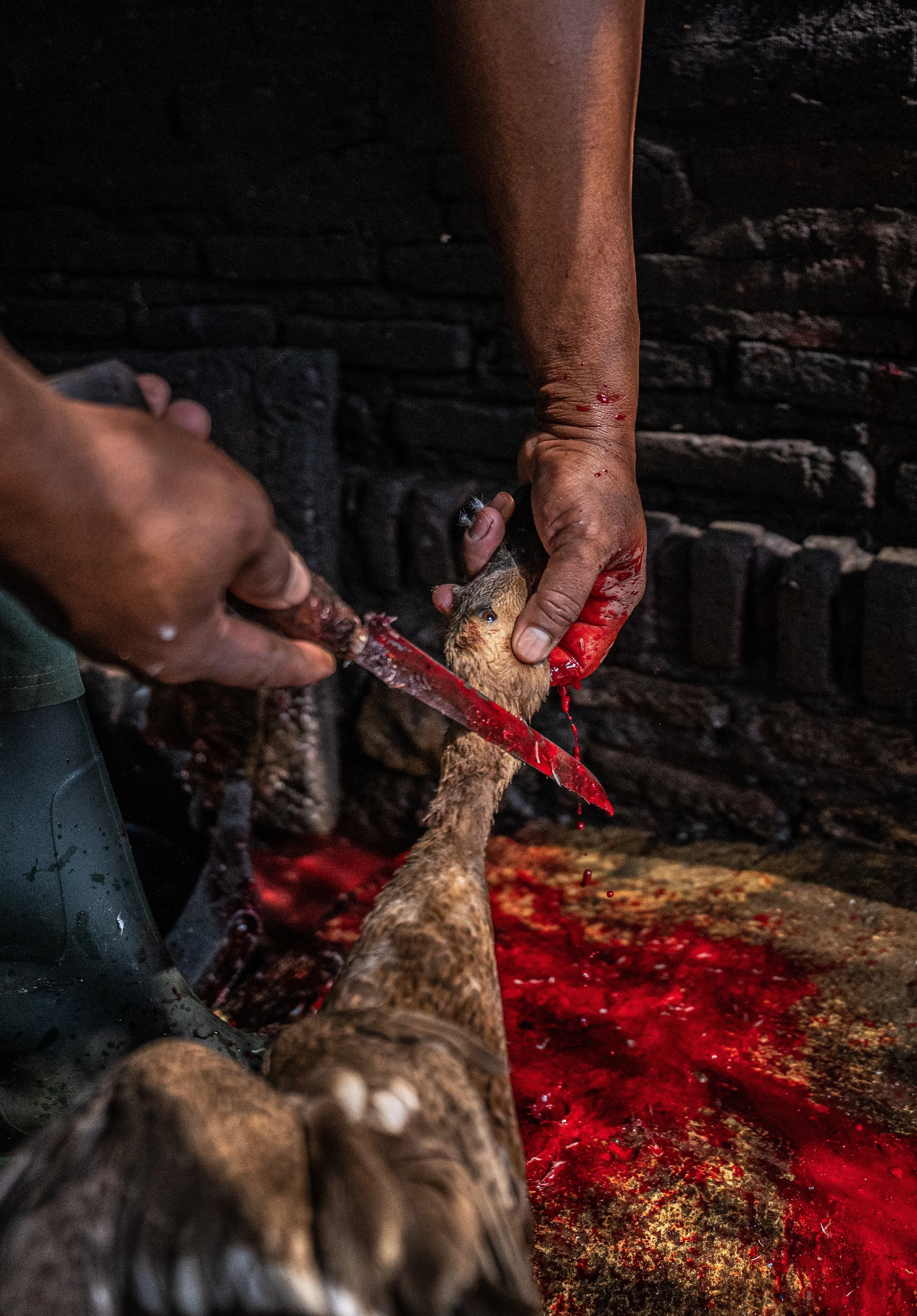 duck farm indonesia-74.jpg