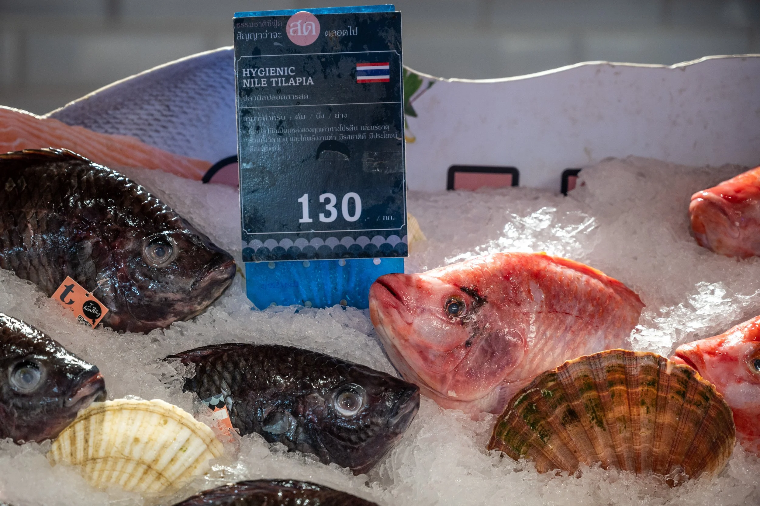 fish farm thailand-222.jpg
