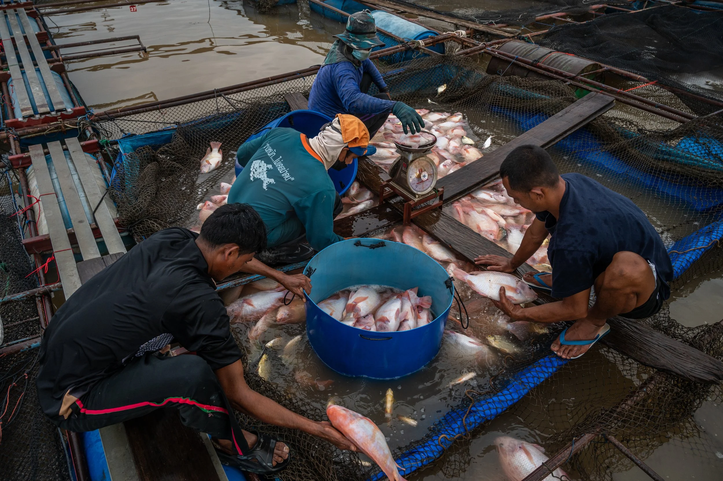 fish farm thailand-17.jpg