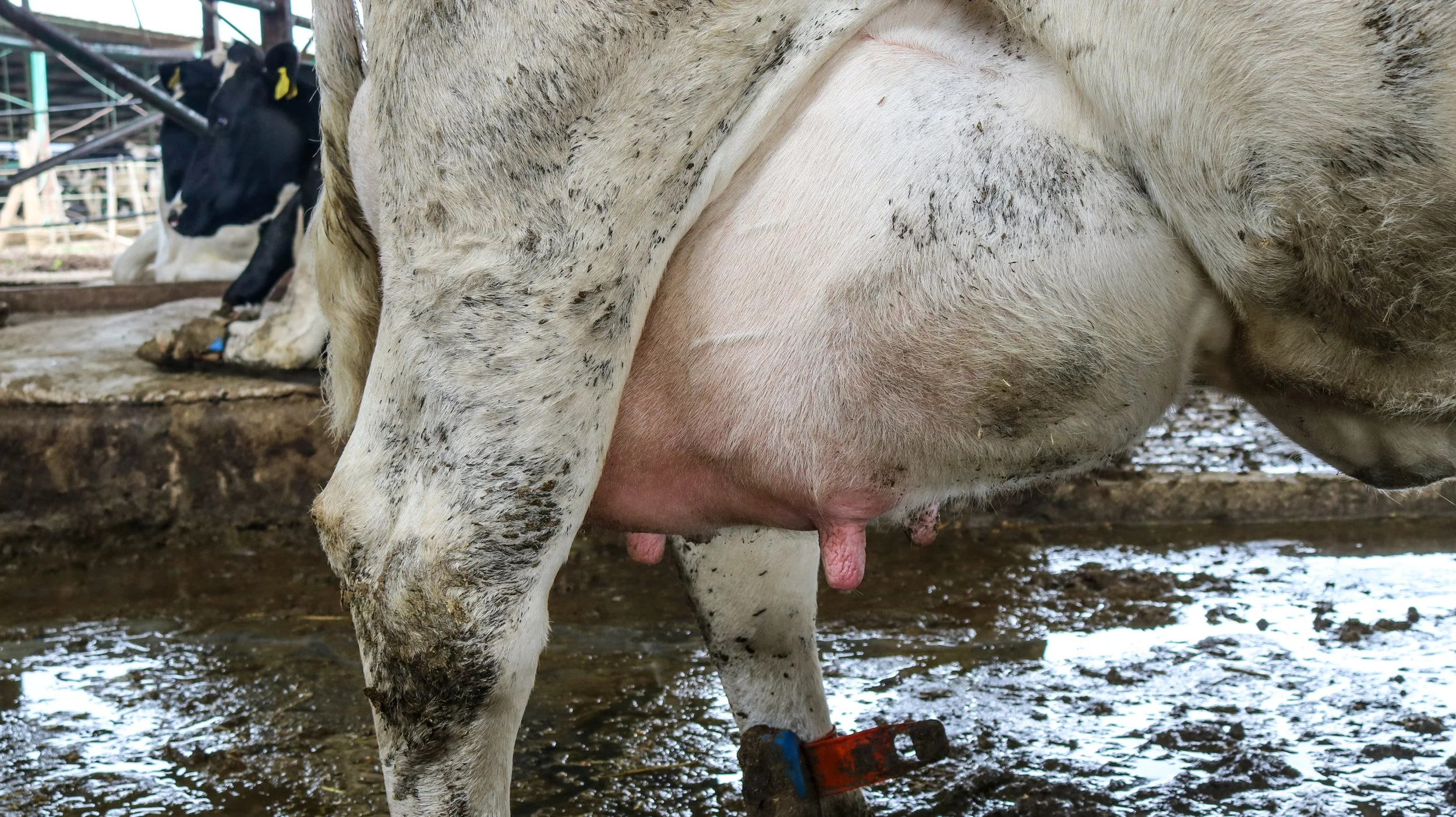 leche-27-of-32jpg.jpg