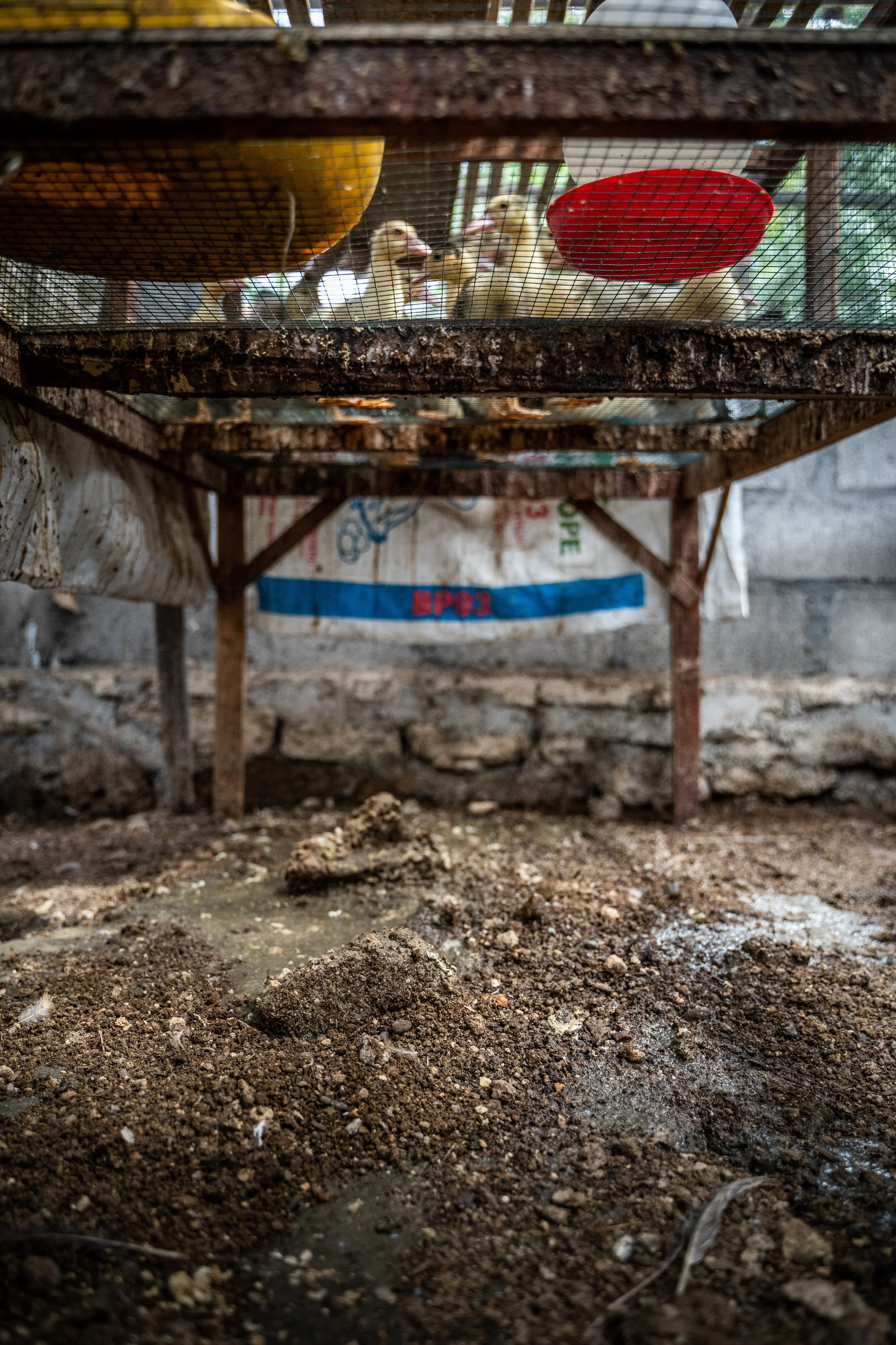 duck farm indonesia-176.jpg