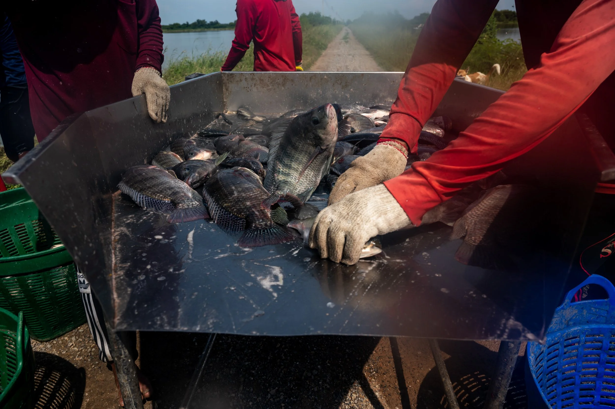 fish farm thailand-93.jpg