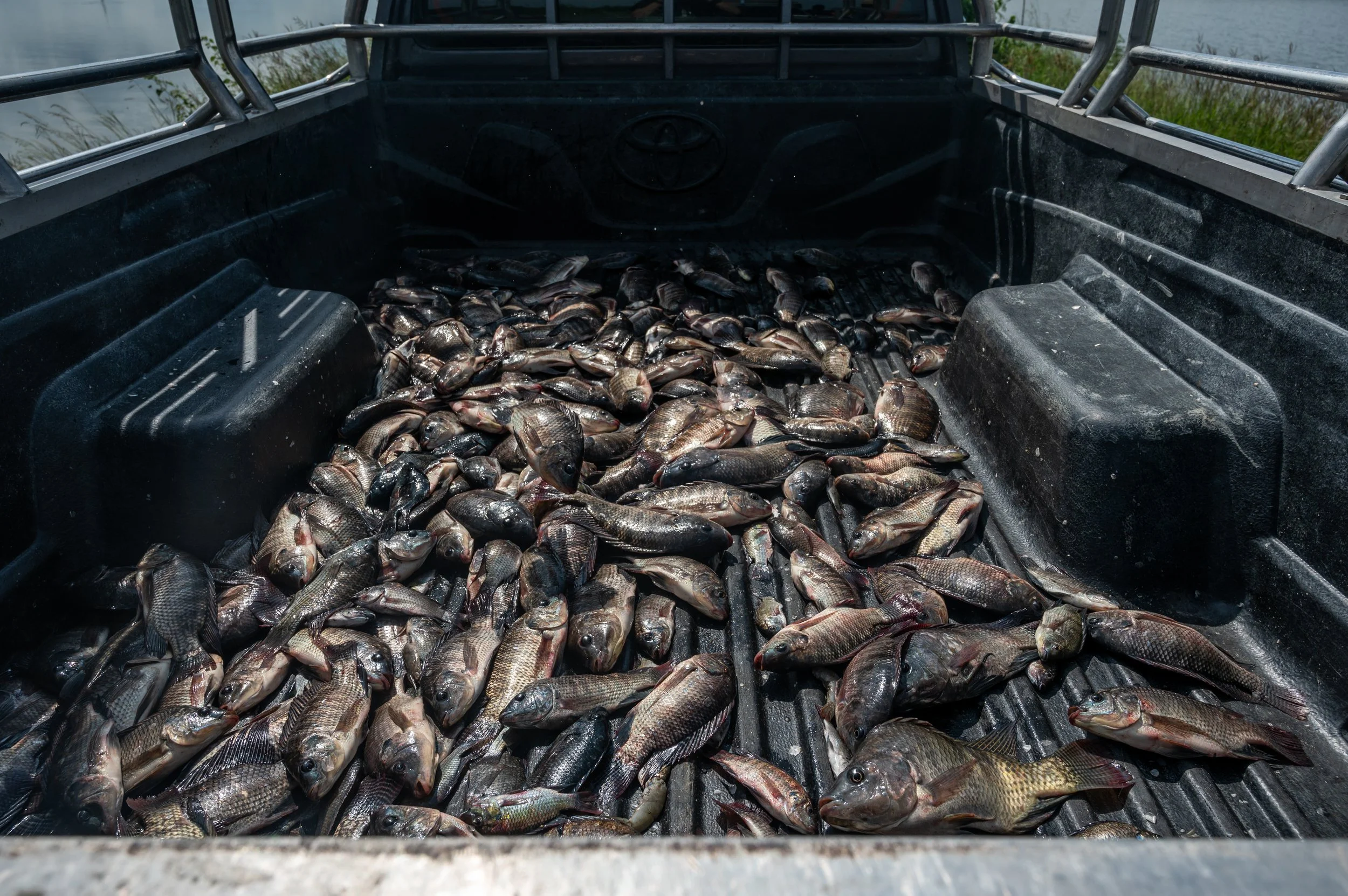 fish farm thailand-127.jpg