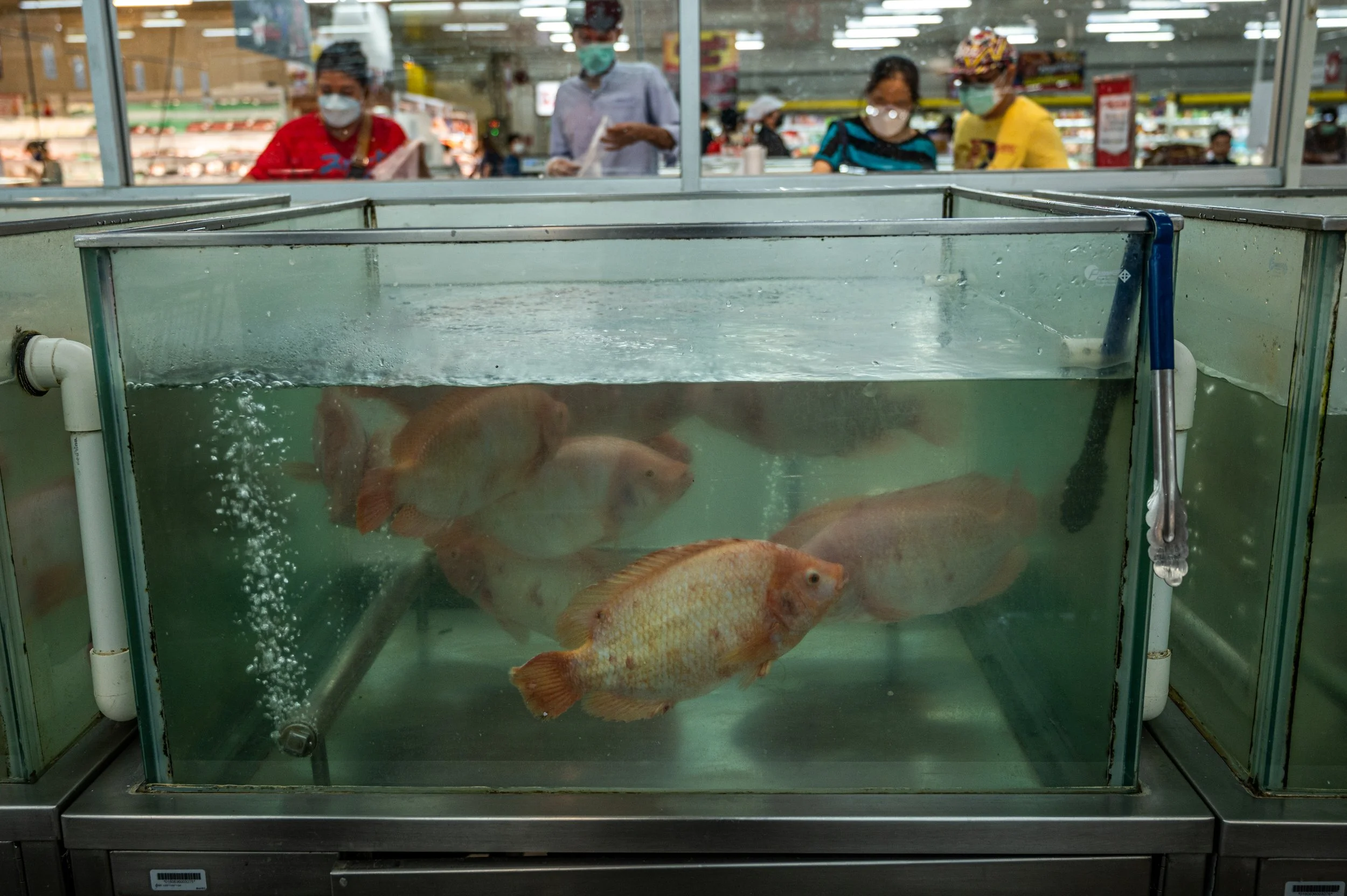 fish farm thailand-245.jpg