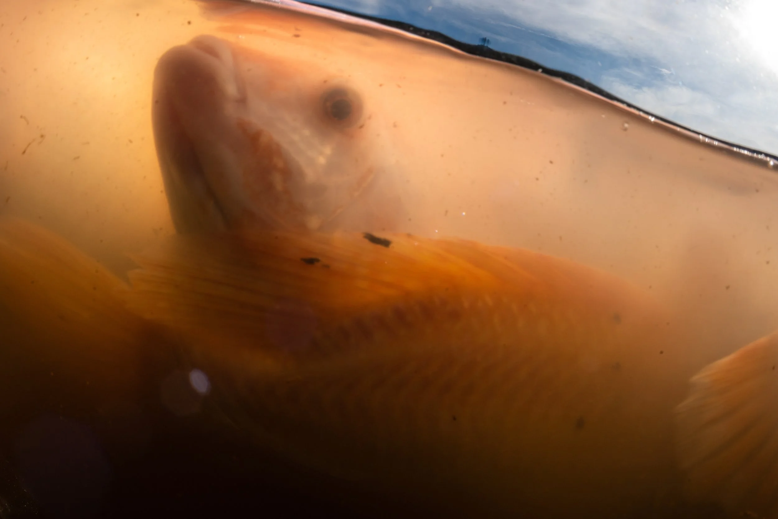 fish farm thailand-2.jpg