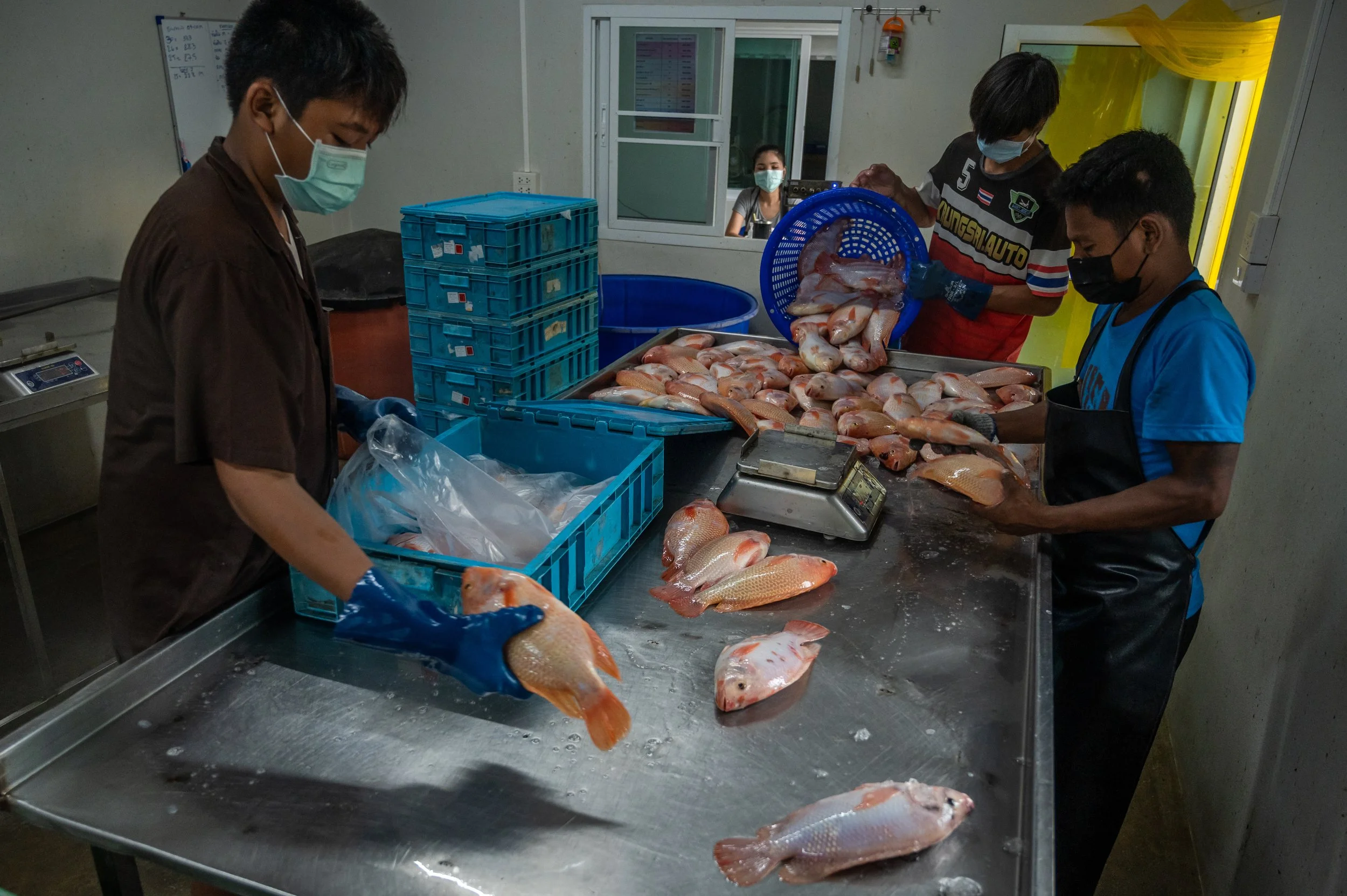 fish farm thailand-174.jpg