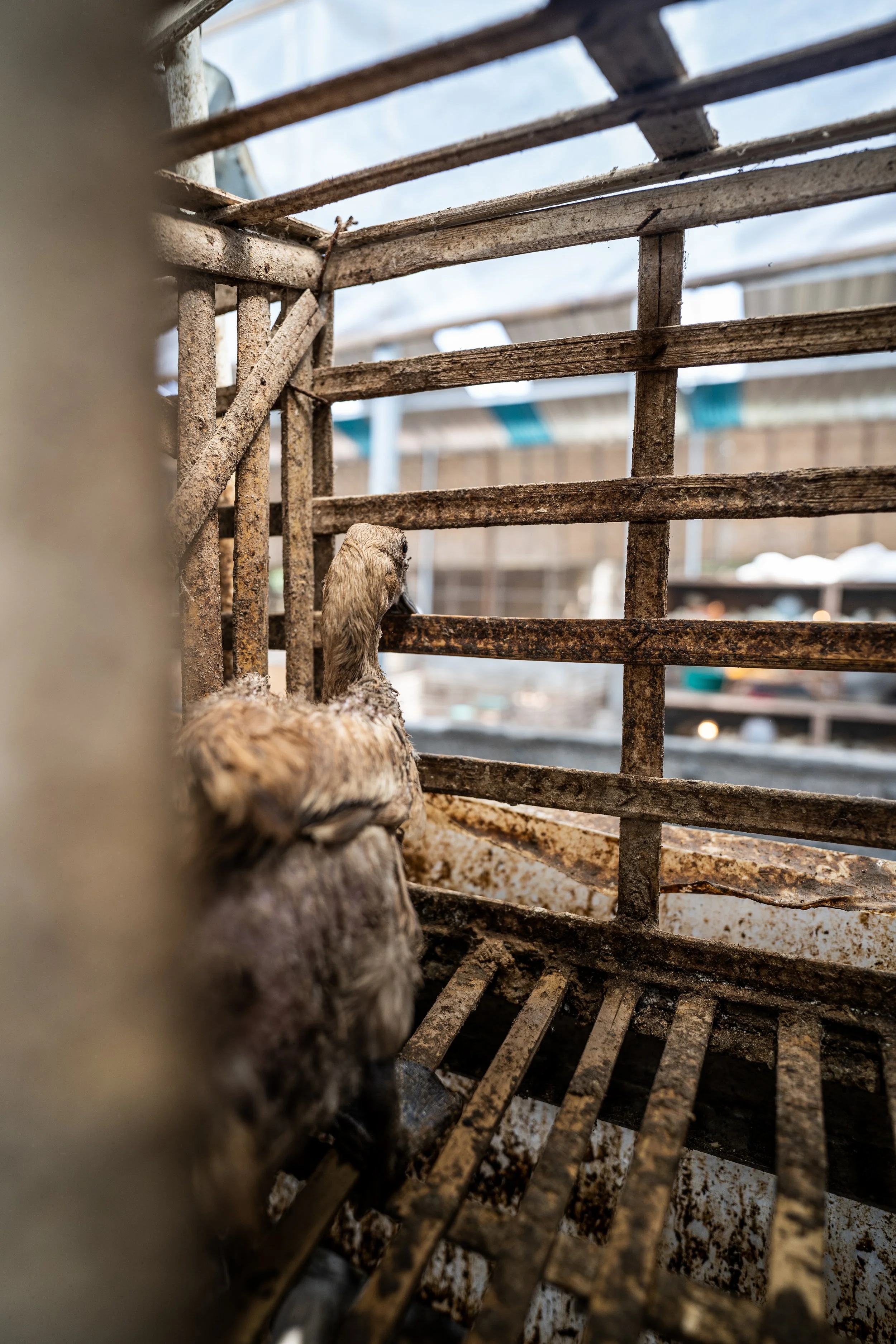 duck farm indonesia-188.jpg