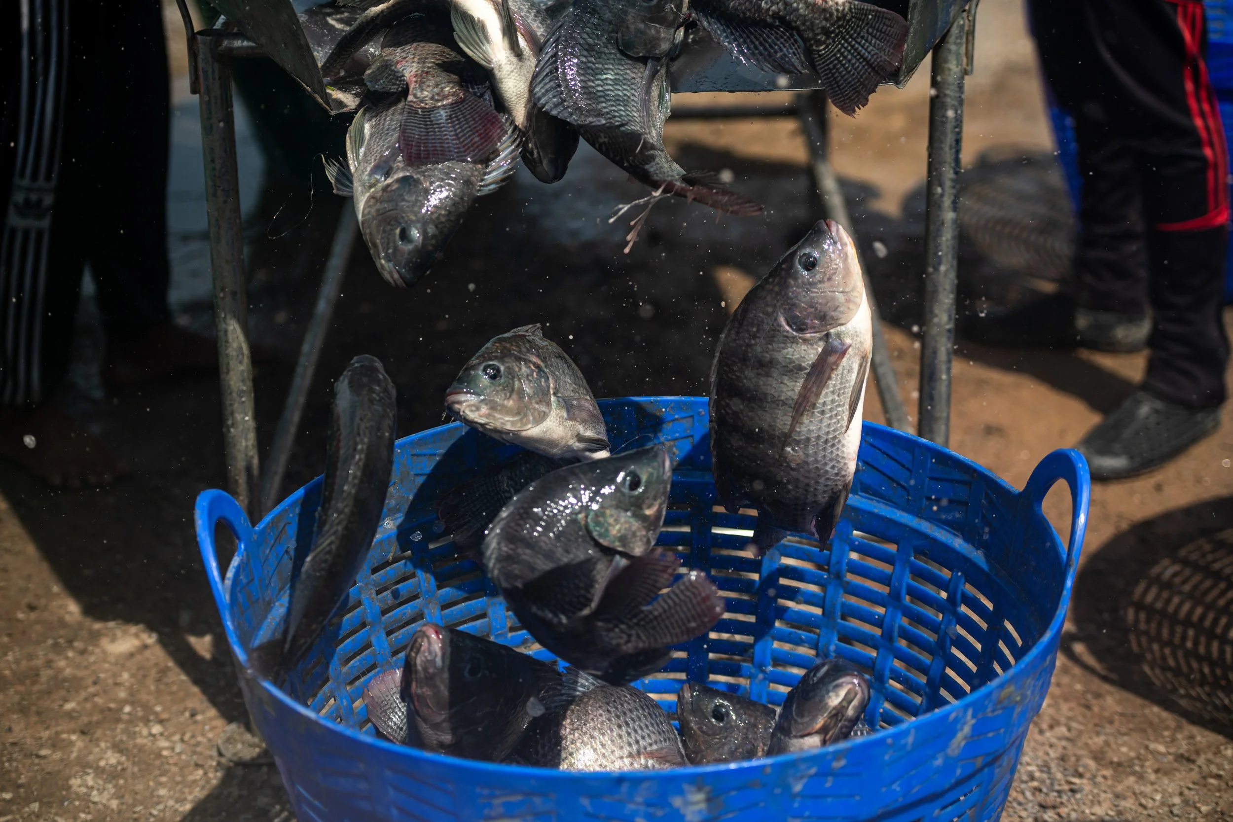 fish farm thailand-167.jpg