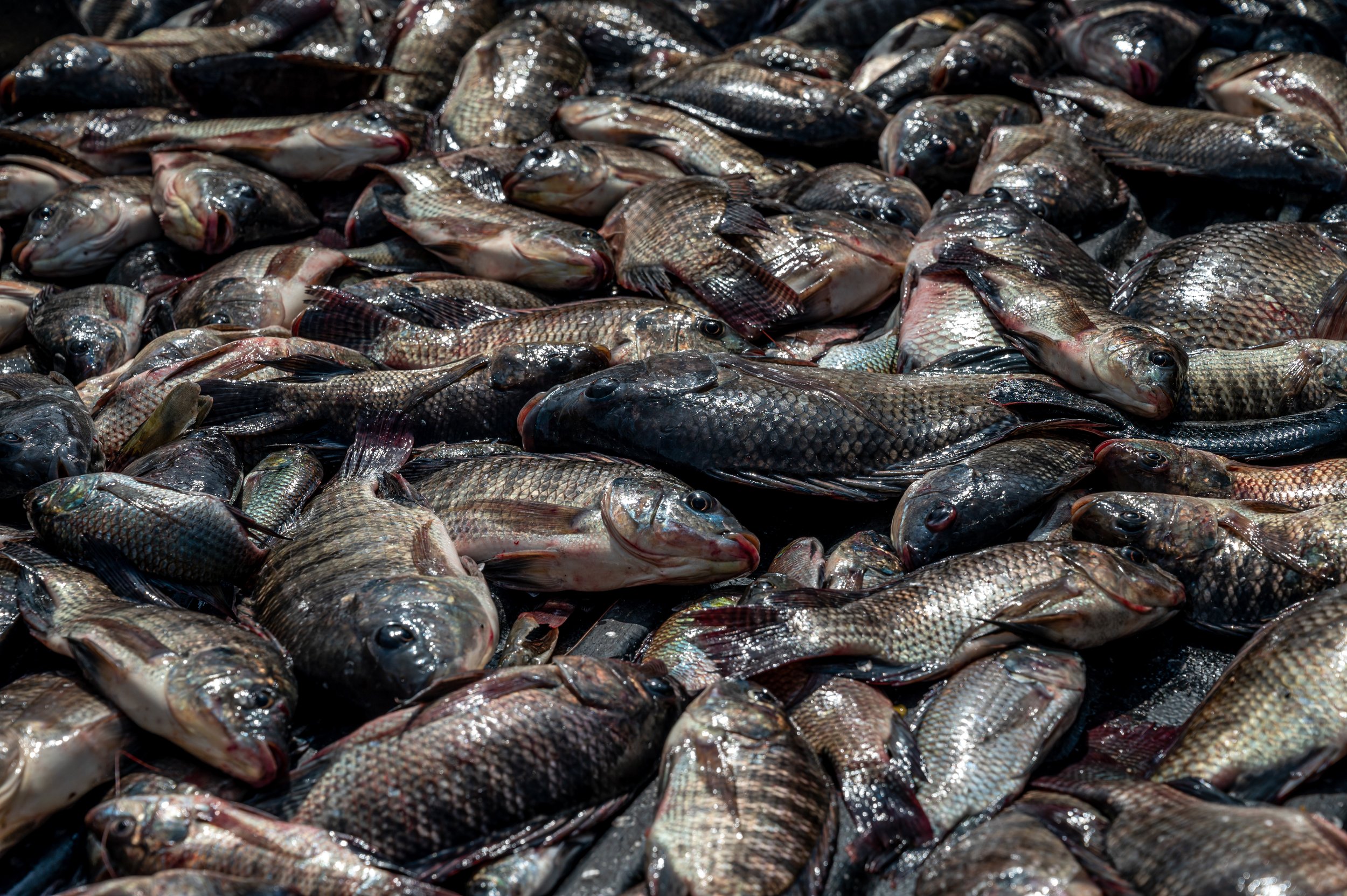 fish farm thailand-130.jpg