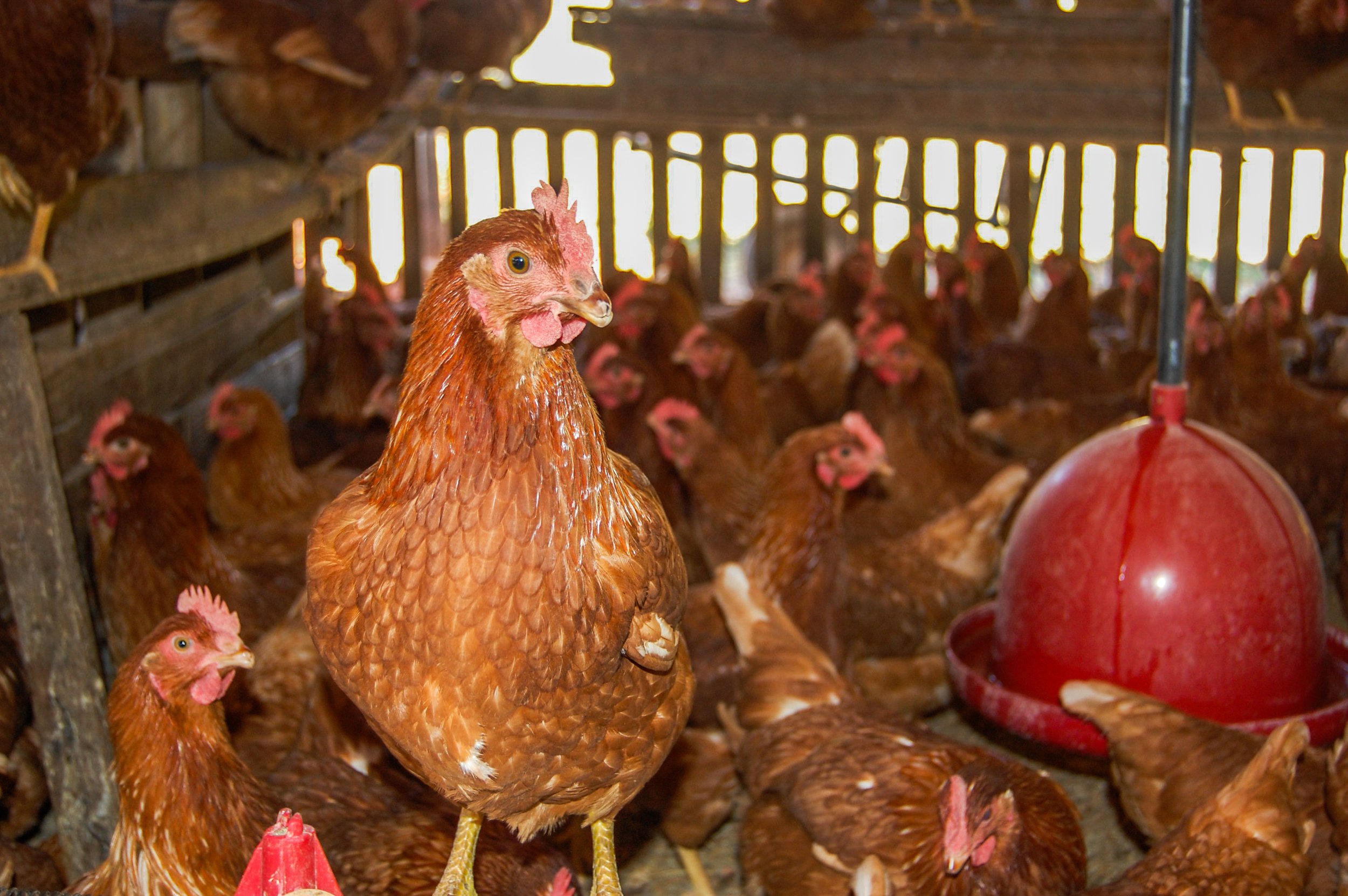 brazilmoreeggfarms-60-of-70jpg.jpg