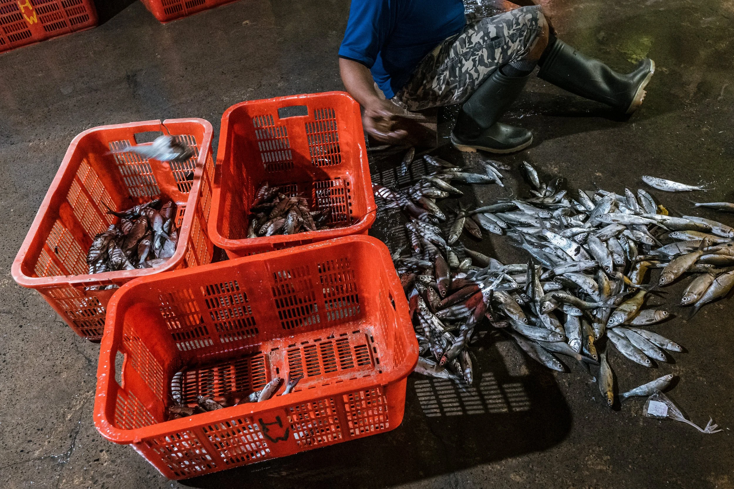 fish farm indonesia-29.jpg
