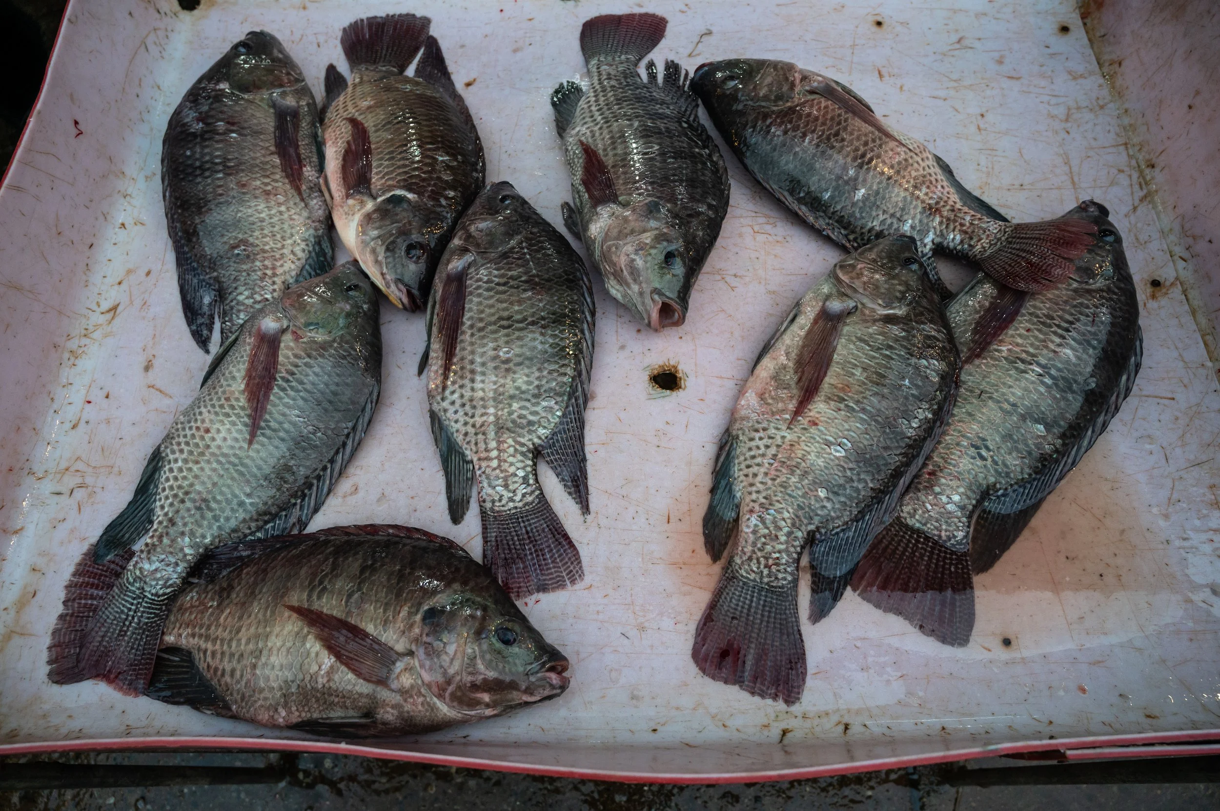 fish farm thailand-118.jpg