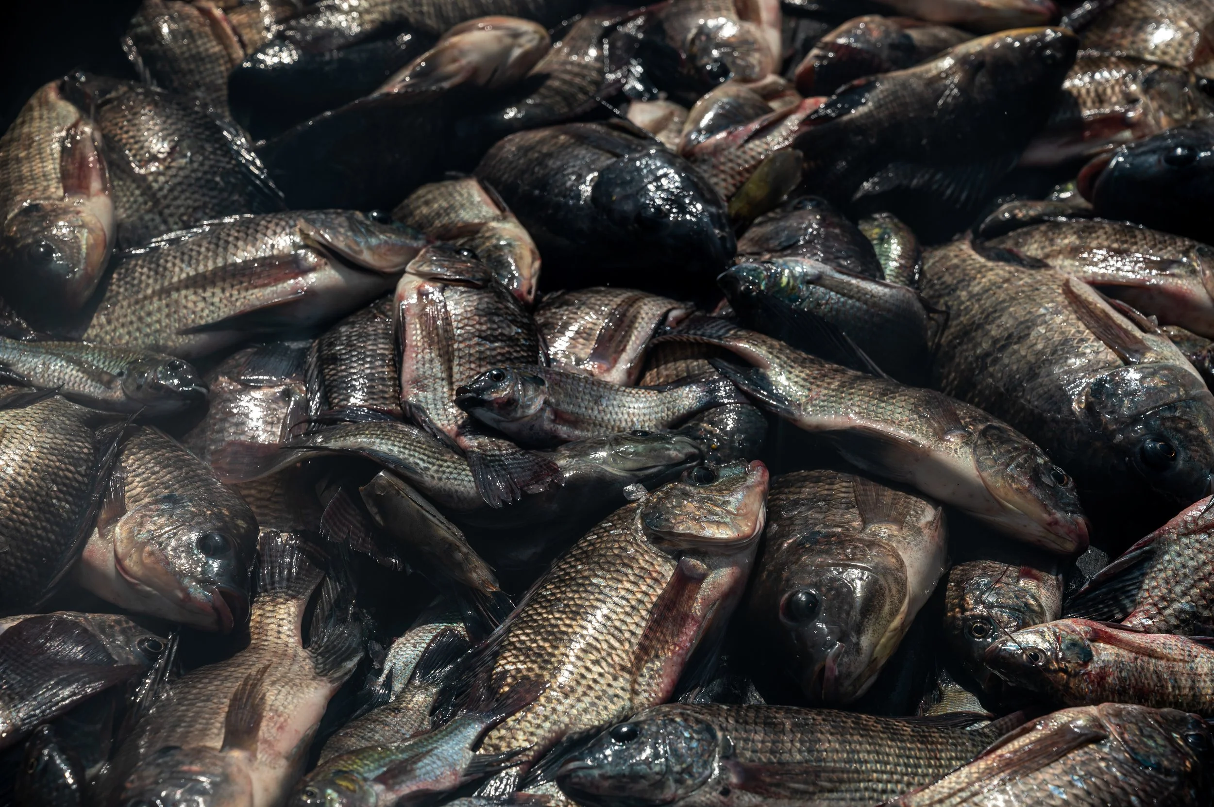 fish farm thailand-120.jpg