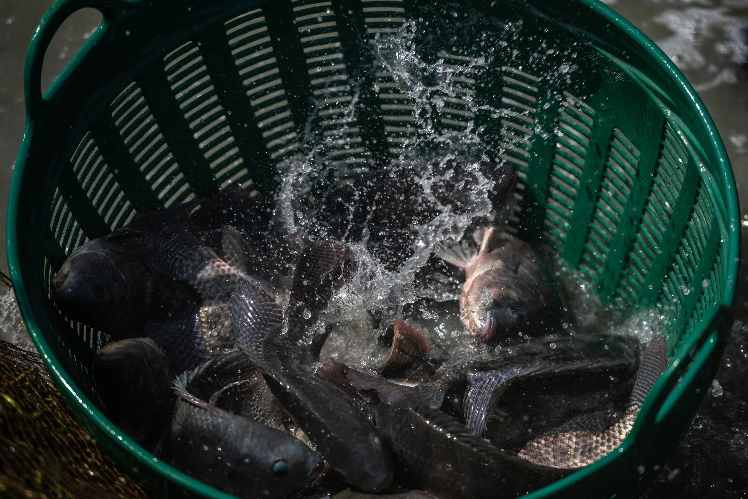 fish farm thailand-157.jpg