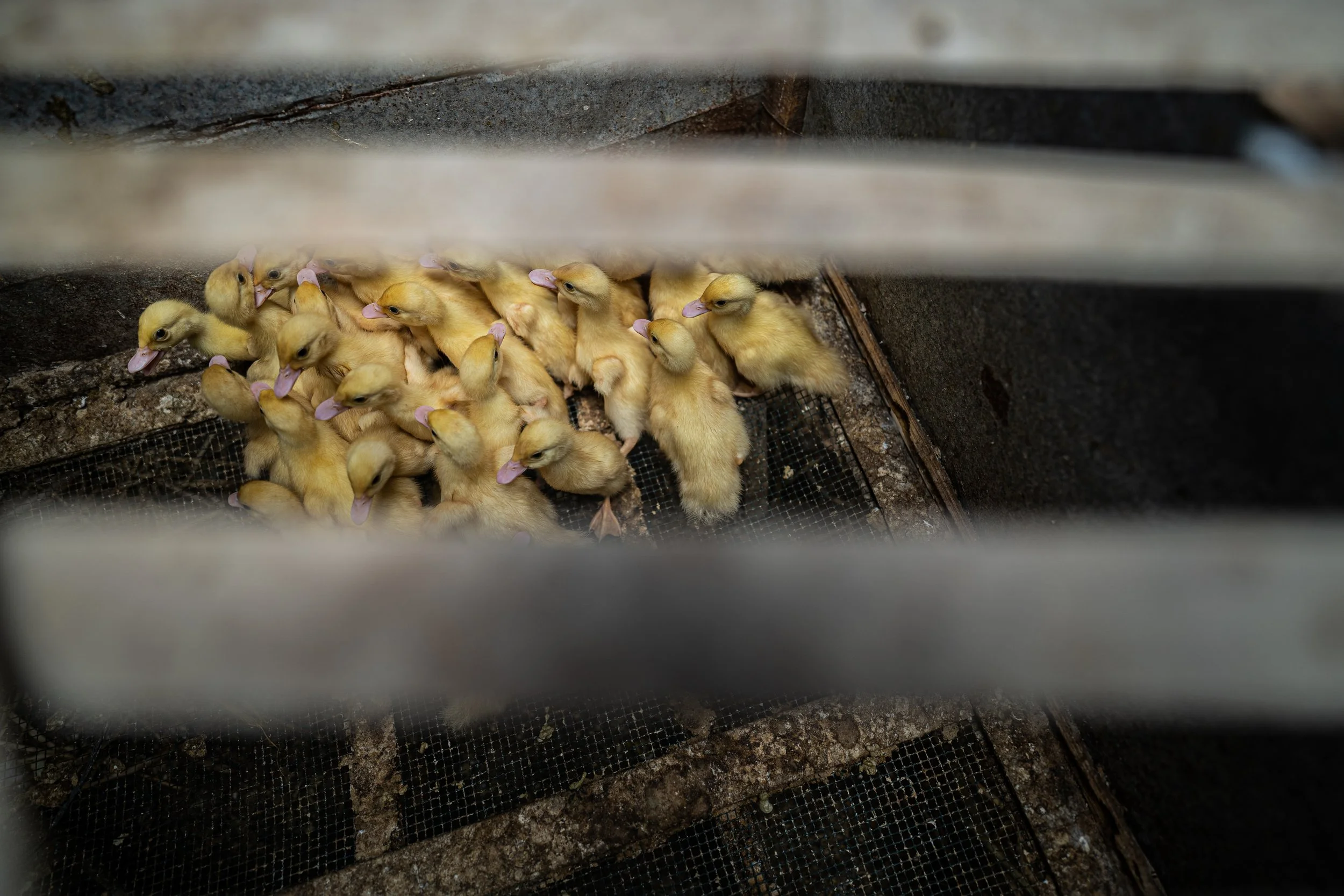 duck farm indonesia-114.jpg