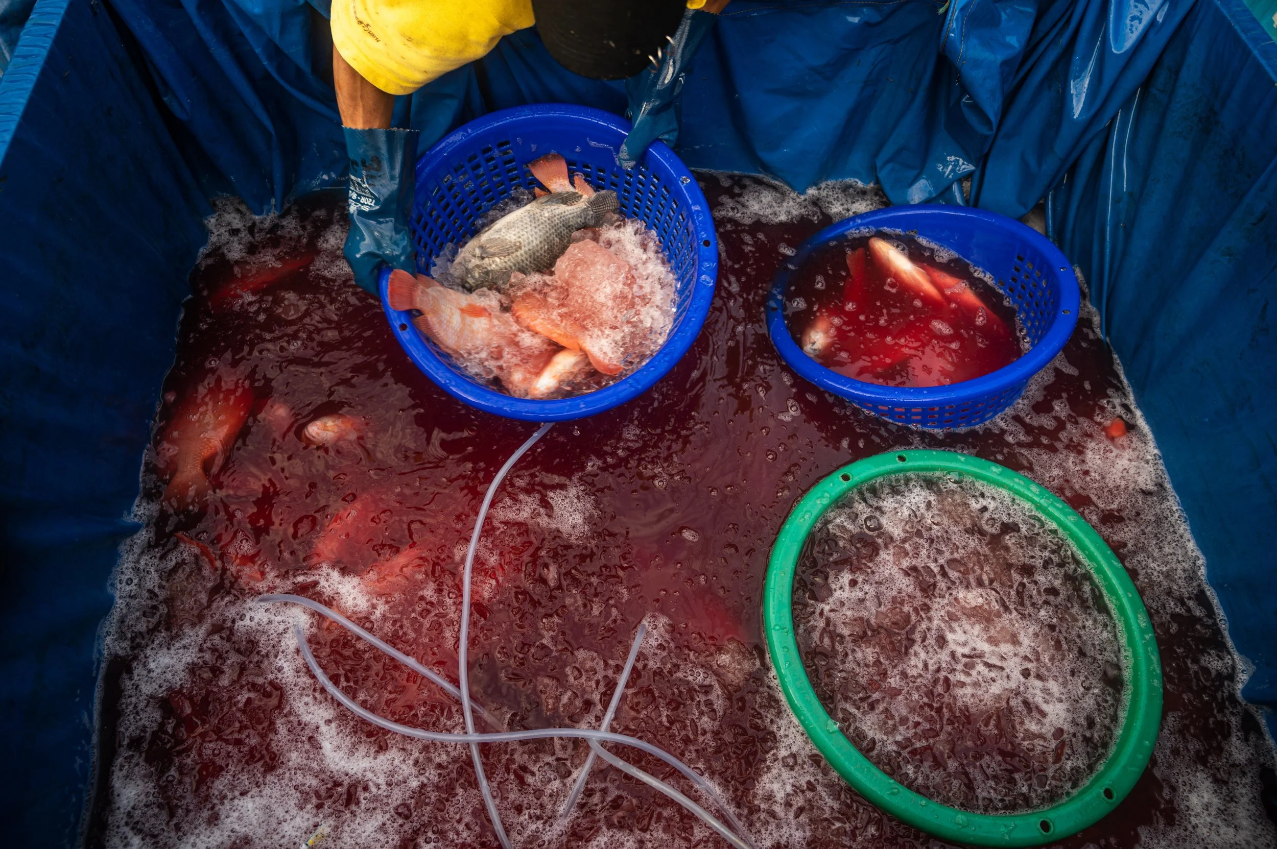 fish farm thailand-189.jpg