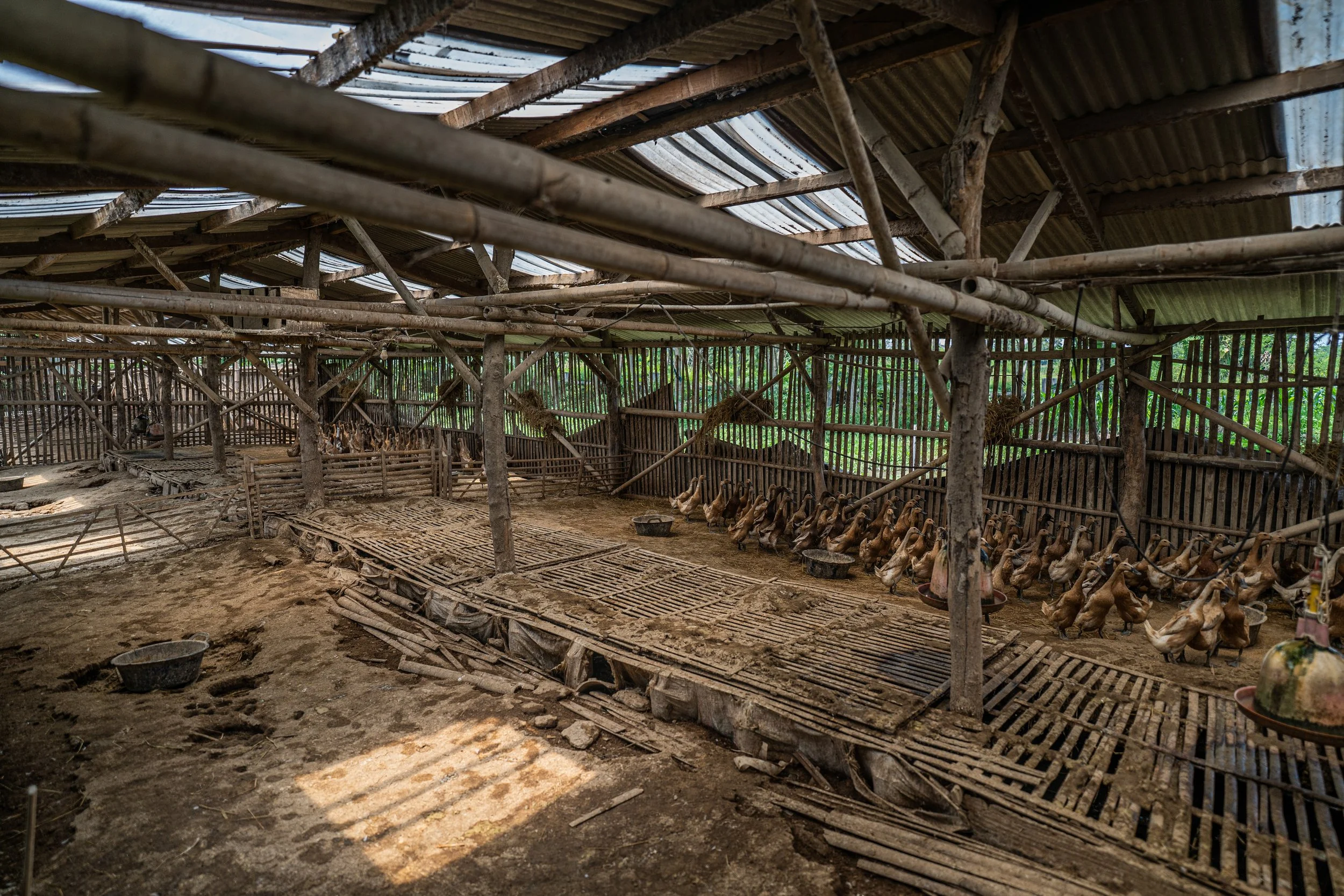 duck farm indonesia-154.jpg
