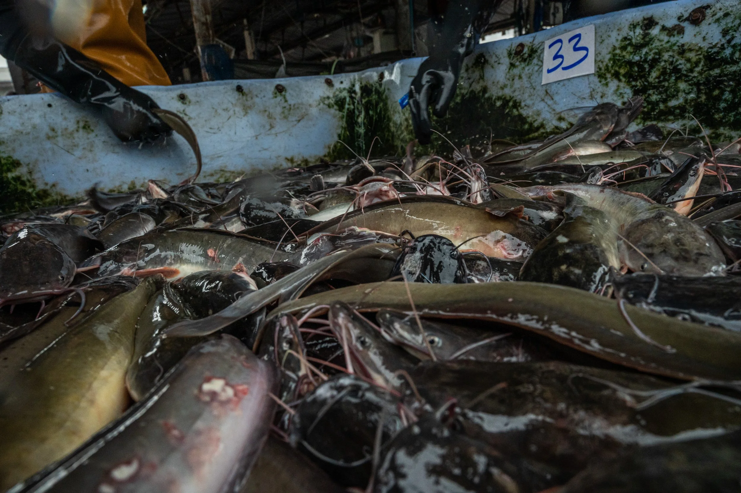 fish farm thailand-48.jpg