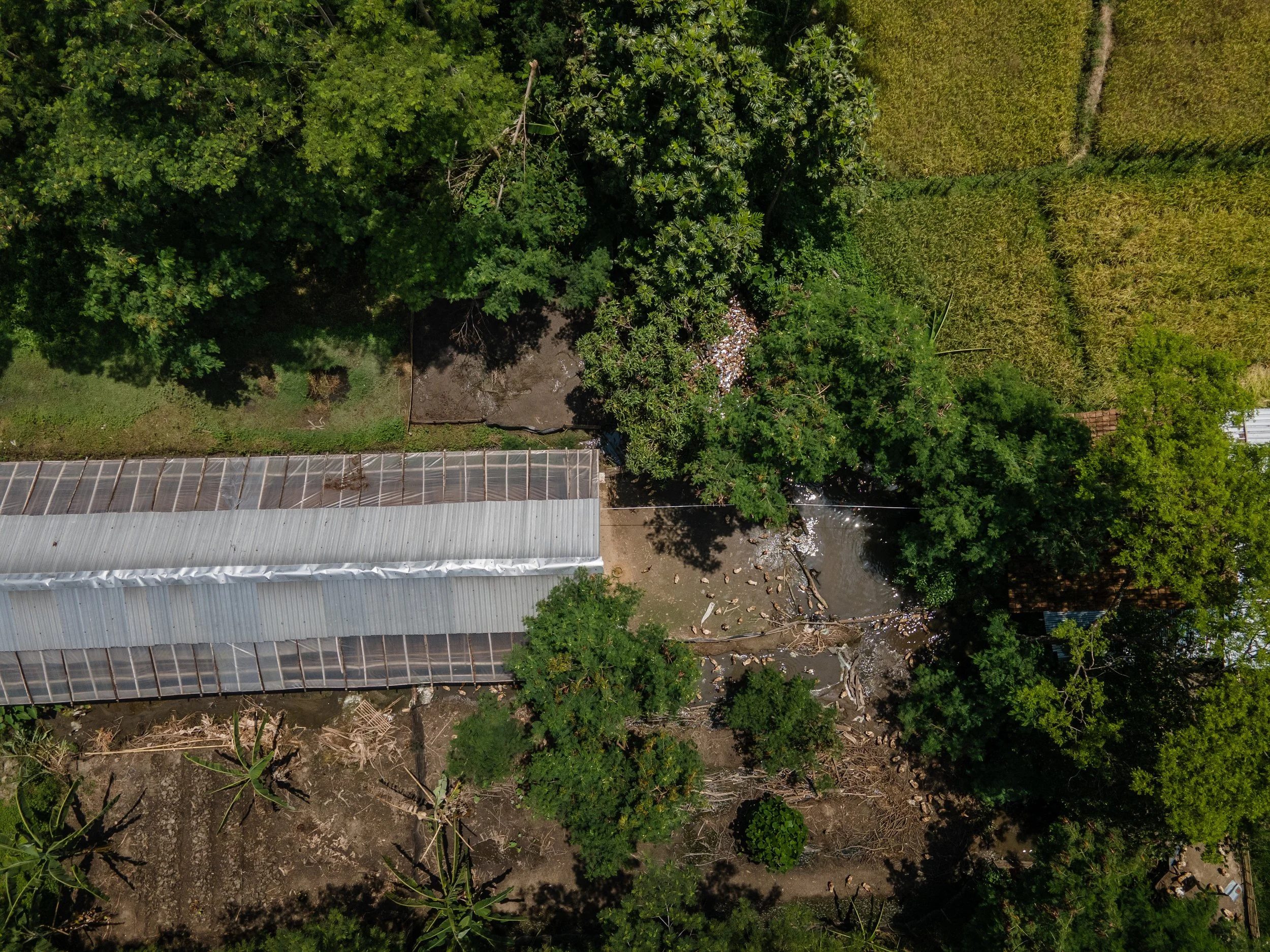 duck farm indonesia-96.jpg