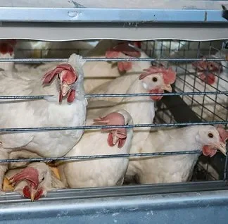 Six white turkeys inside a metal cage, some looking out and some resting.