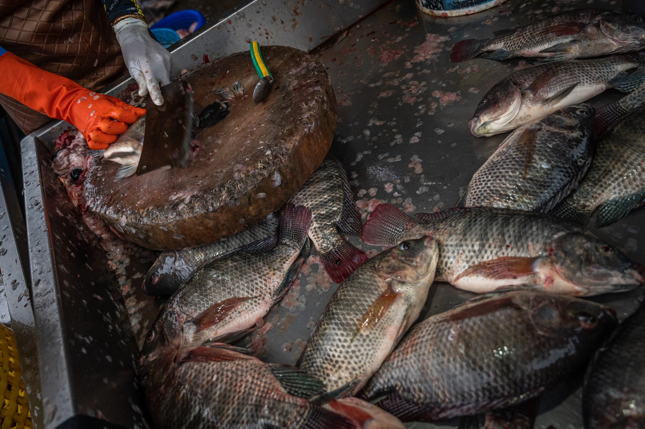 fish farm thailand-61.jpg