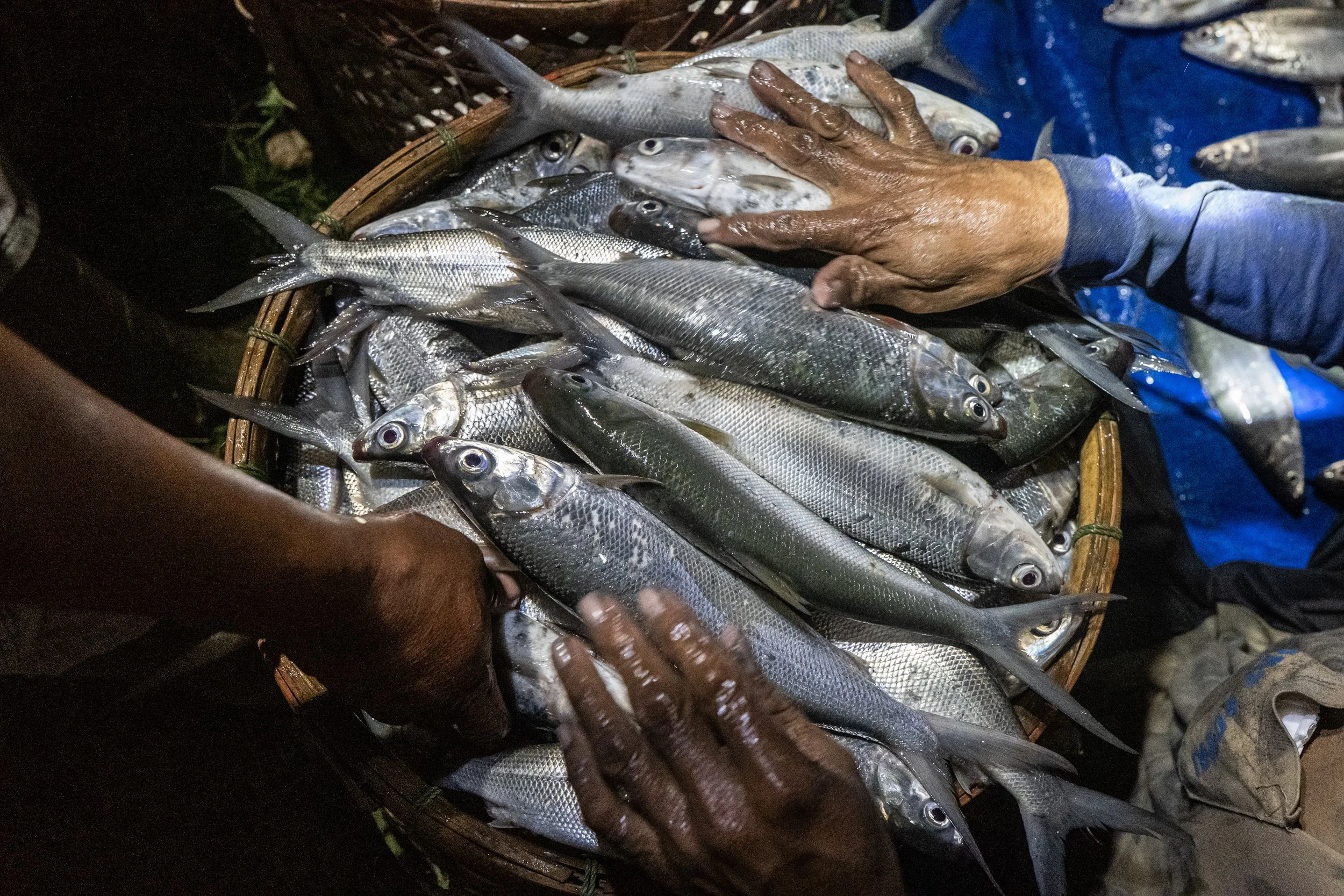 fish farm indonesia-65.jpg