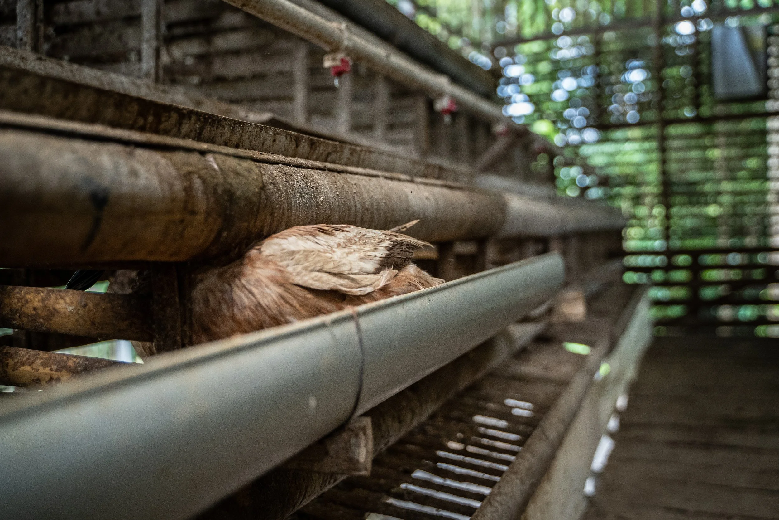 duck farm indonesia-142.jpg