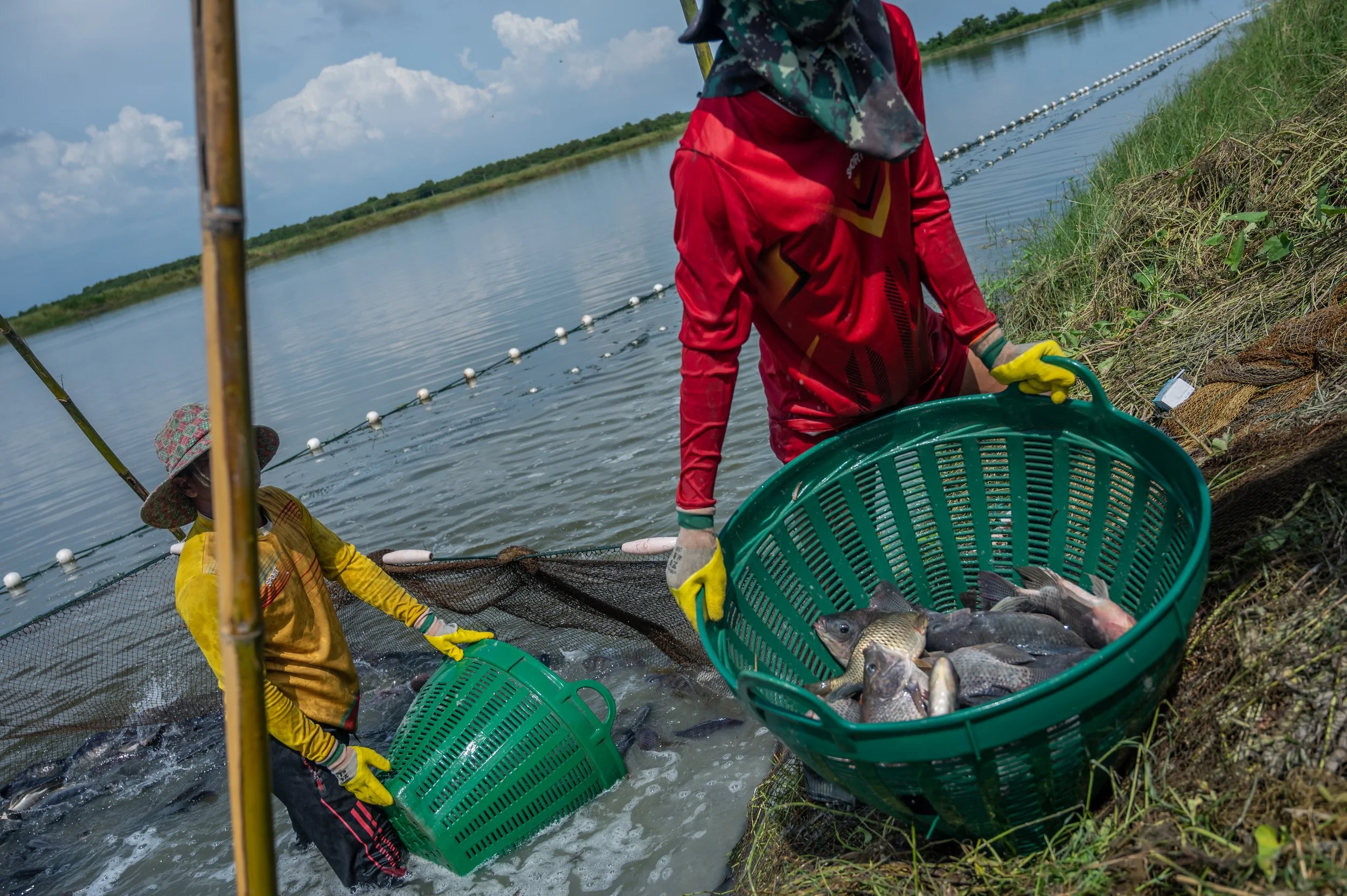 fish farm thailand-129.jpg