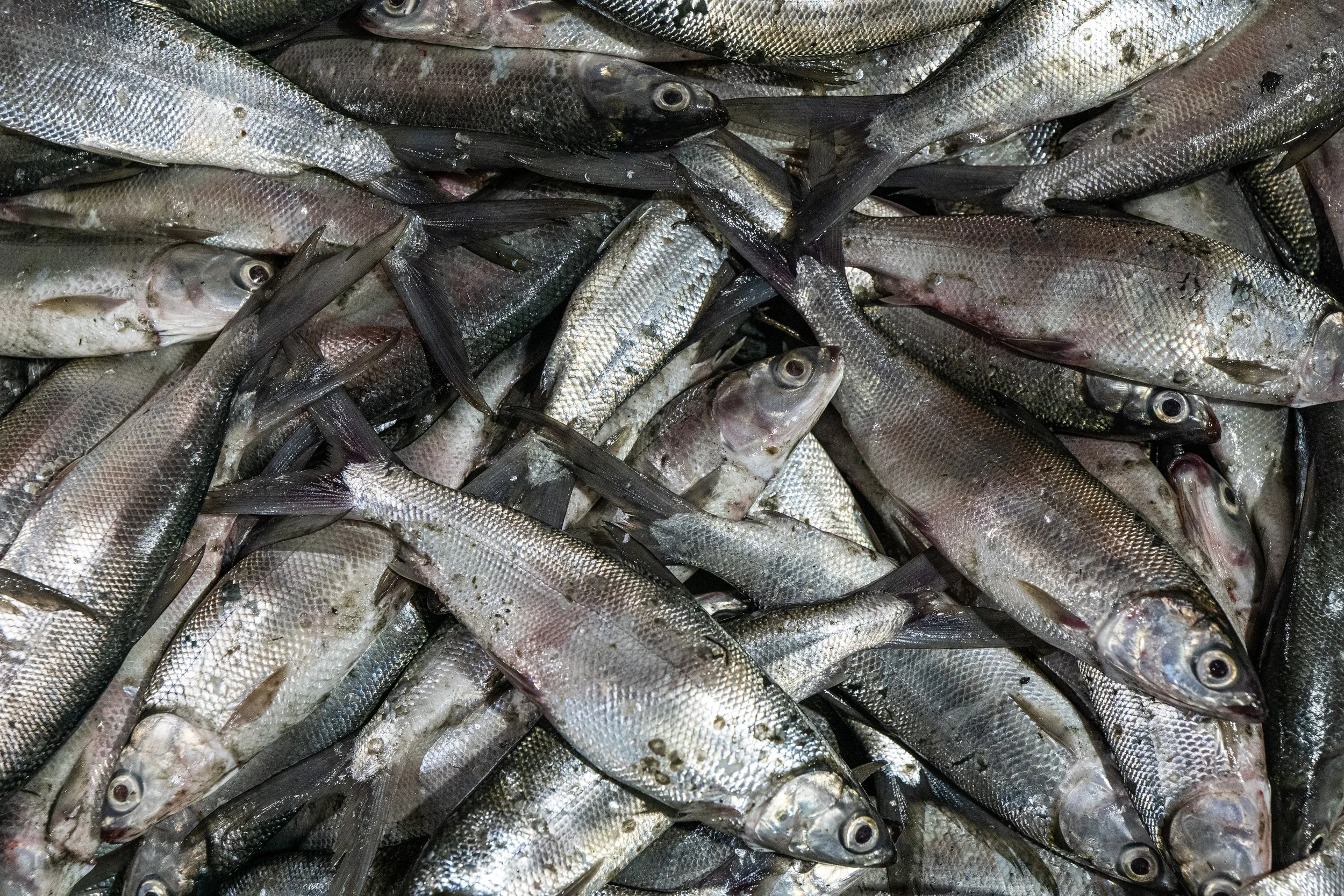 fish farm indonesia-31.jpg