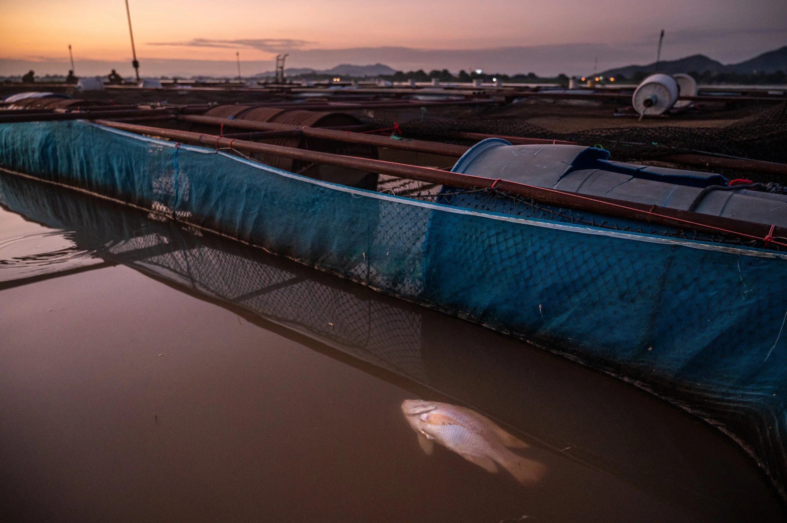 fish farm thailand-161.jpg