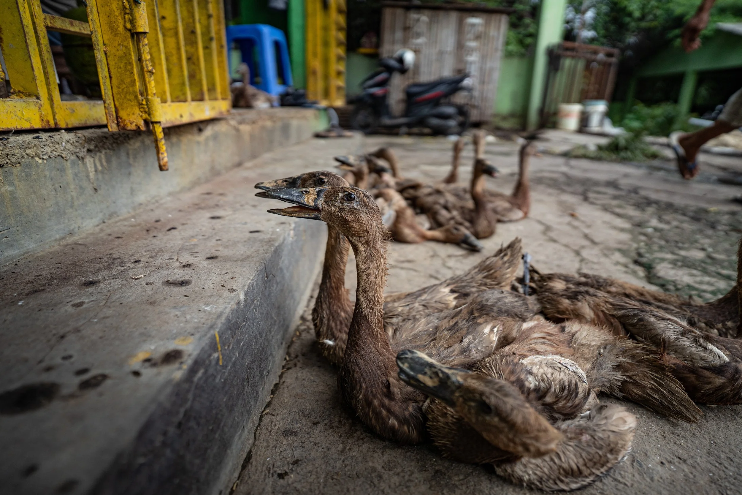 duck farm indonesia-52.jpg