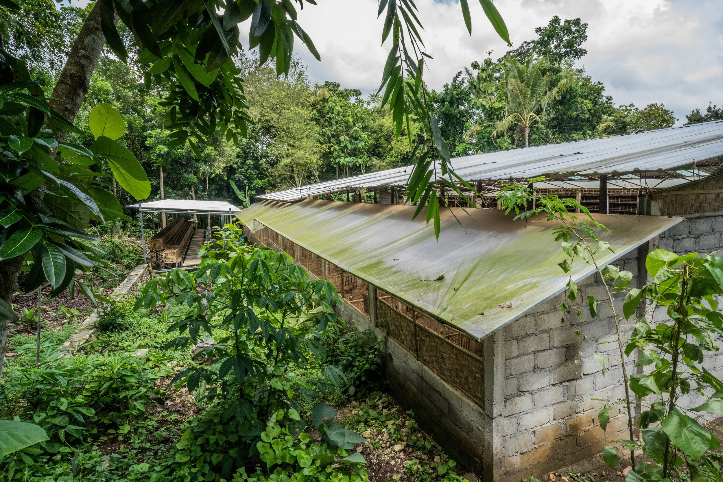 duck farm indonesia-201.jpg