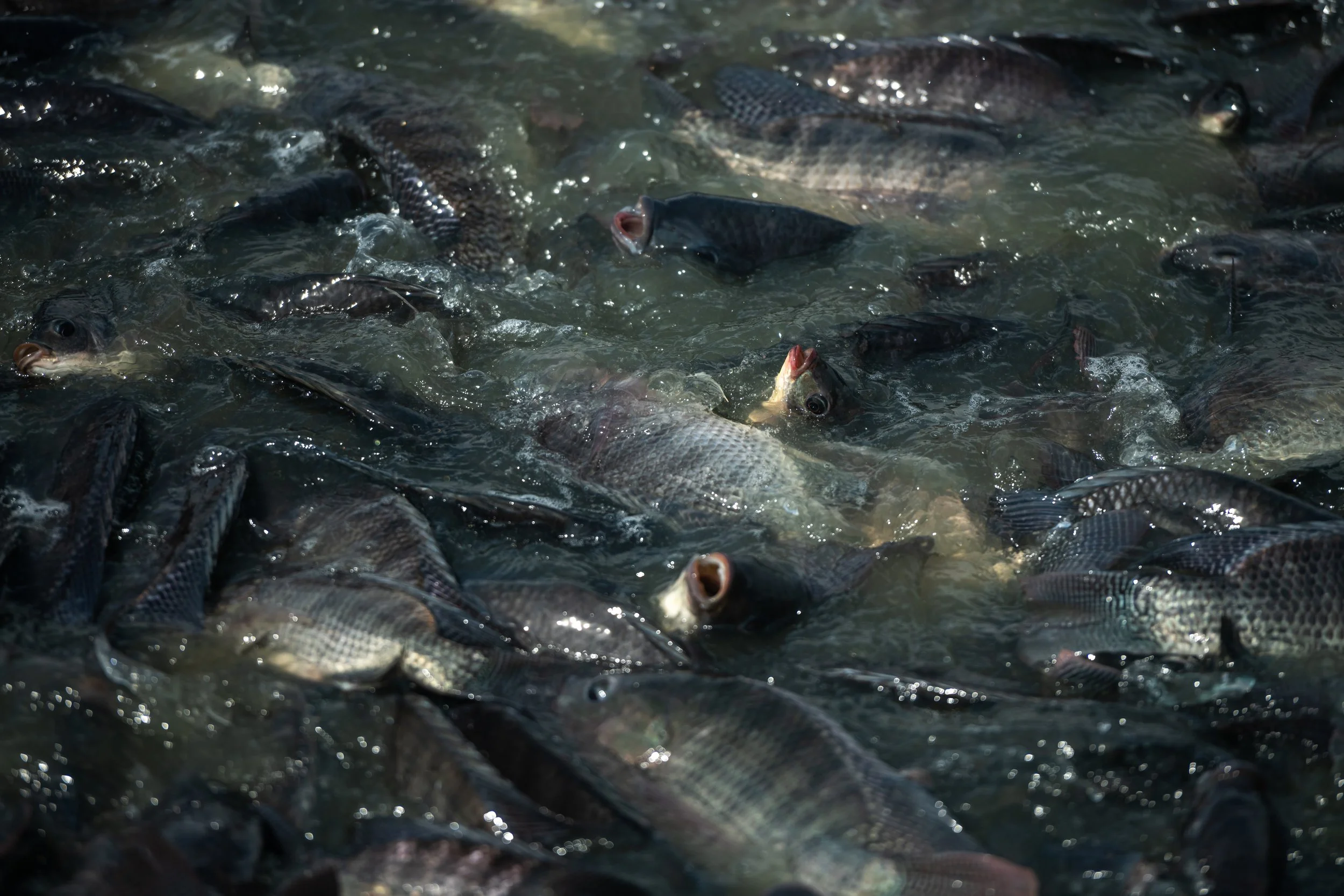 fish farm thailand-134.jpg