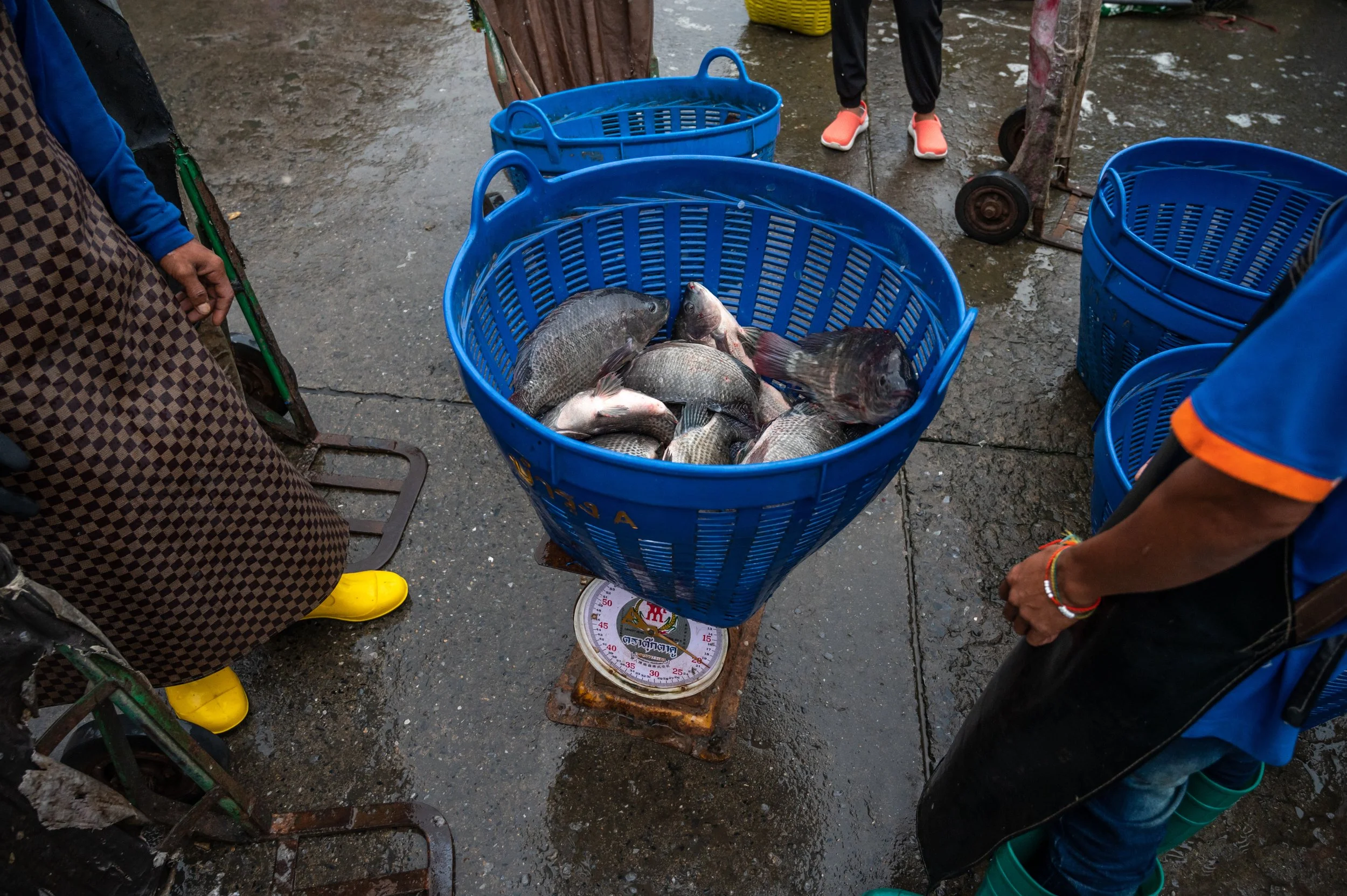 fish farm thailand-77.jpg
