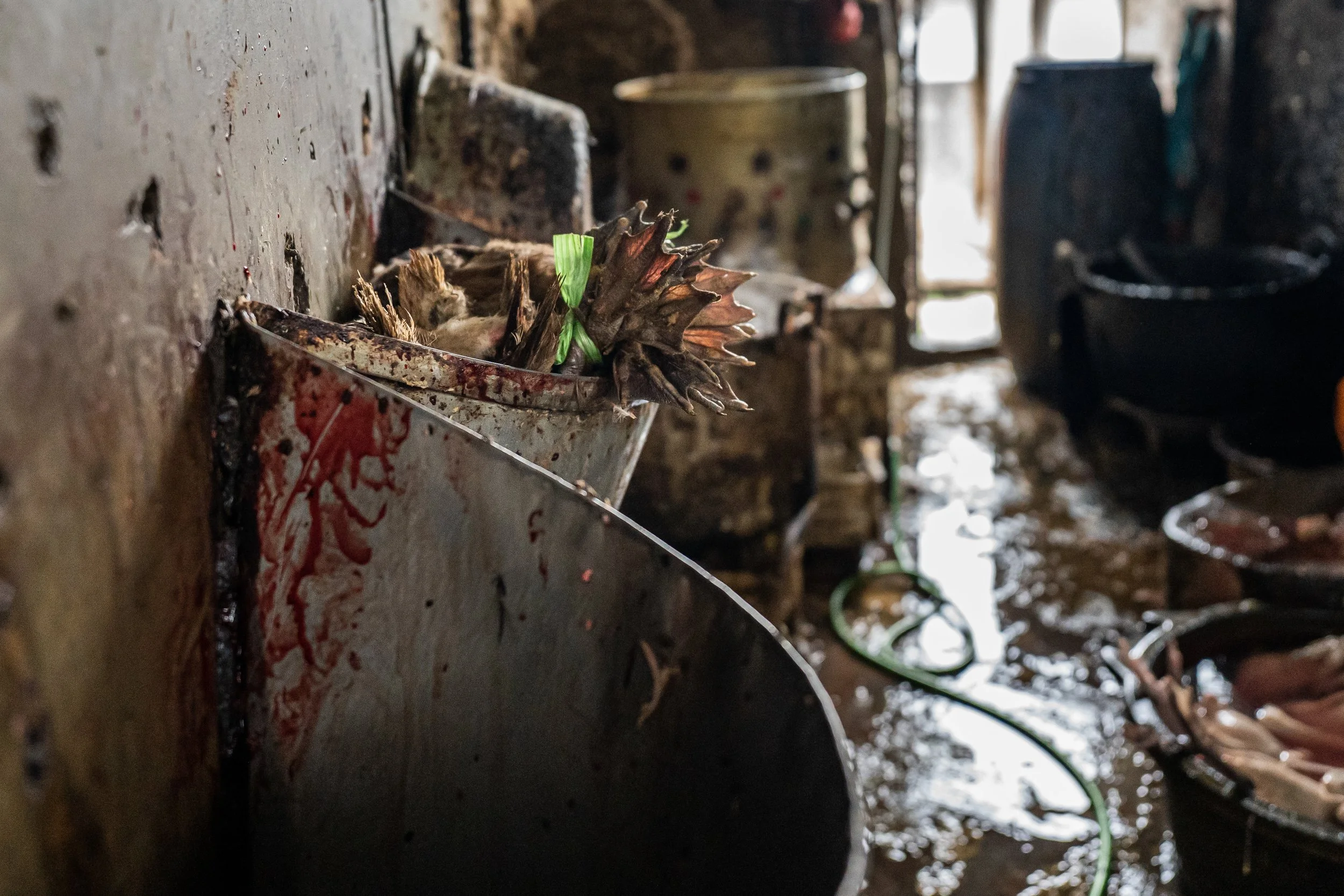 duck farm indonesia-38.jpg