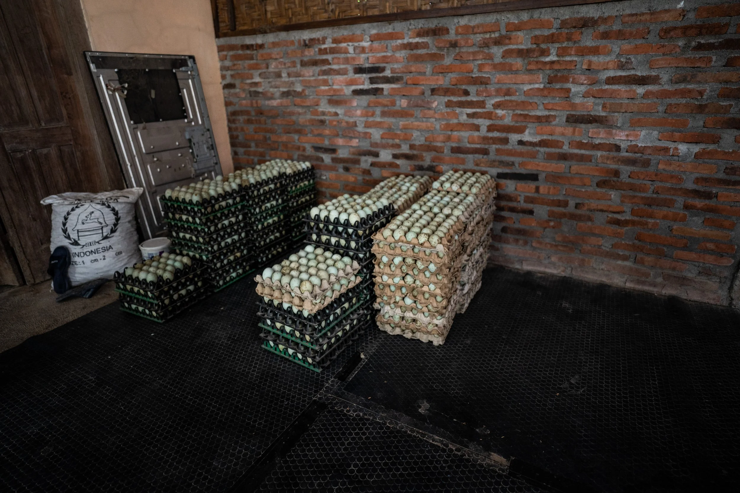 duck farm indonesia-151.jpg
