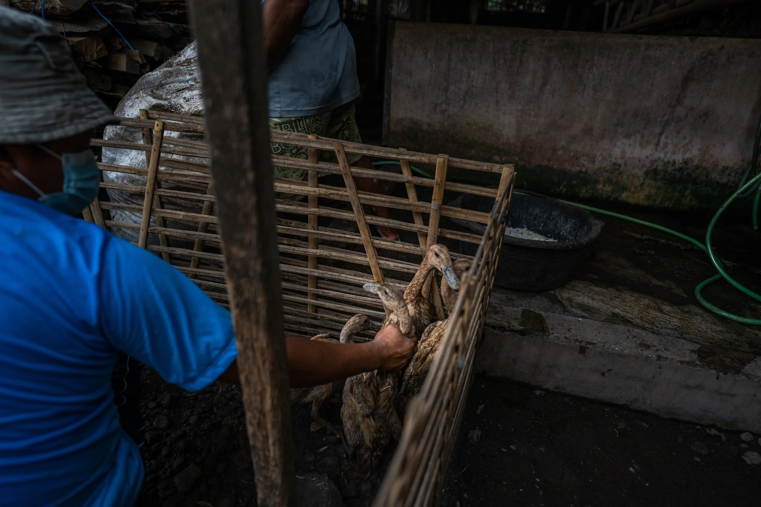 duck farm indonesia-60.jpg