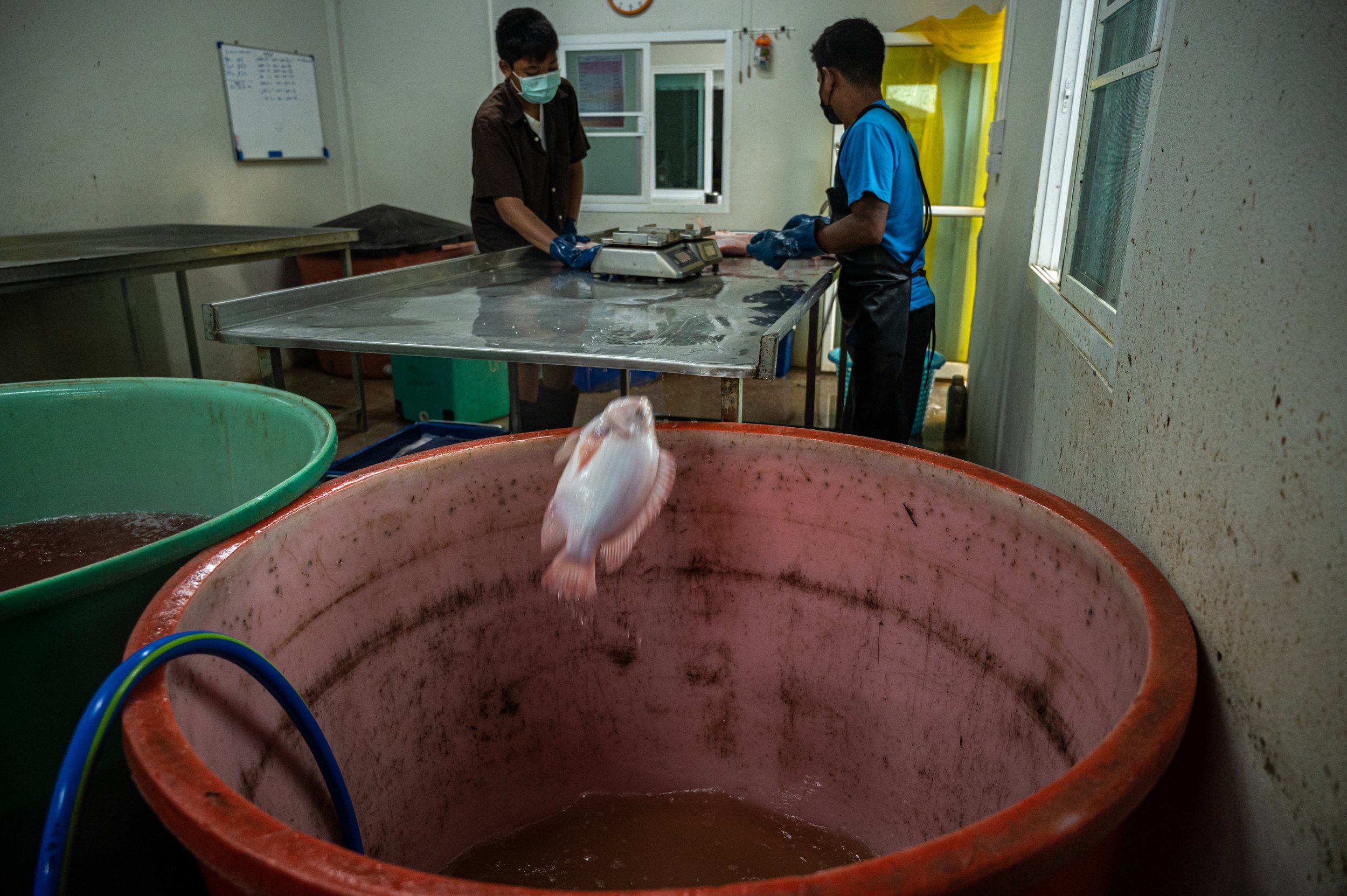 fish farm thailand-217.jpg