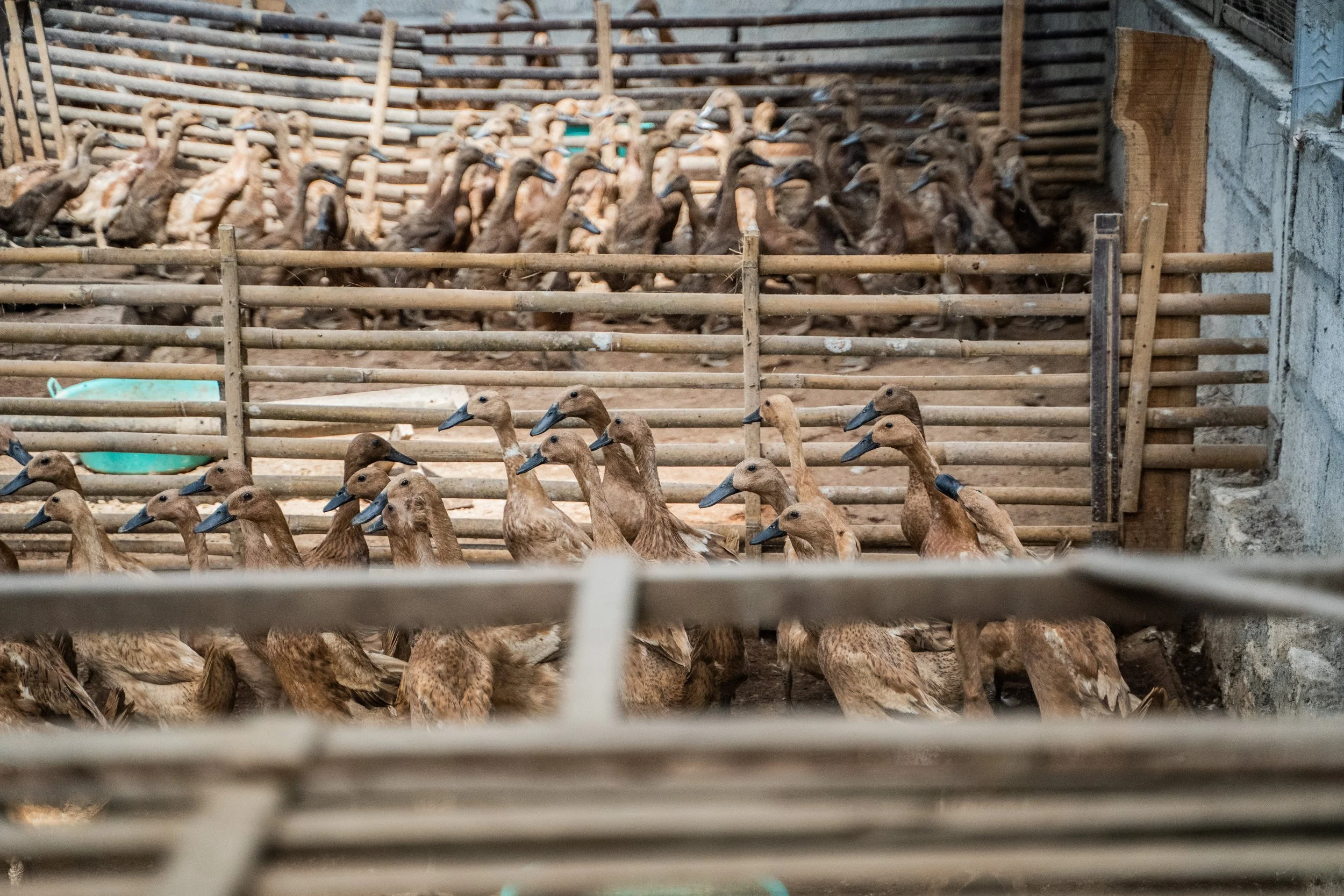 duck farm indonesia-178.jpg