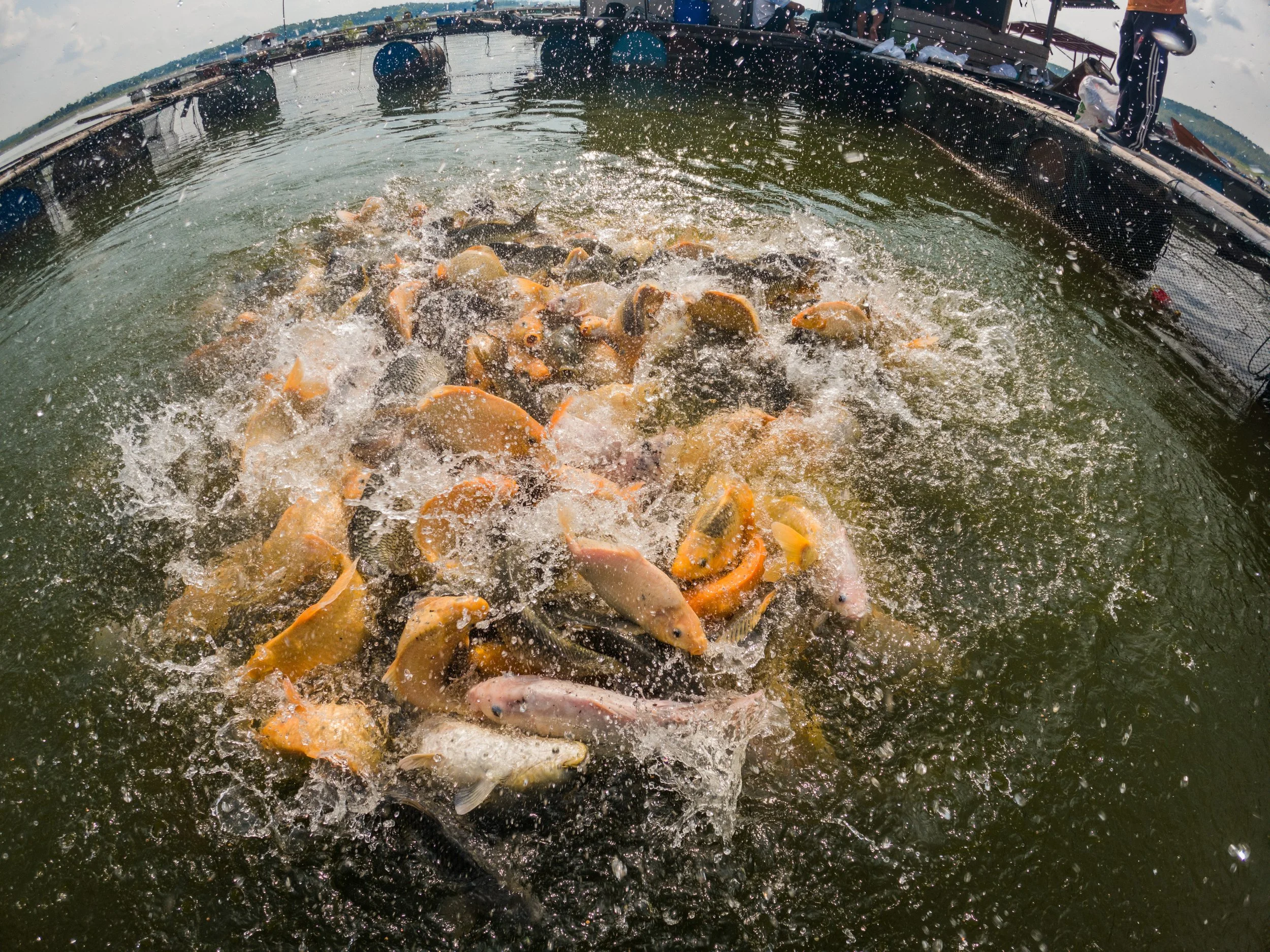 fish farm indonesia-22.jpg