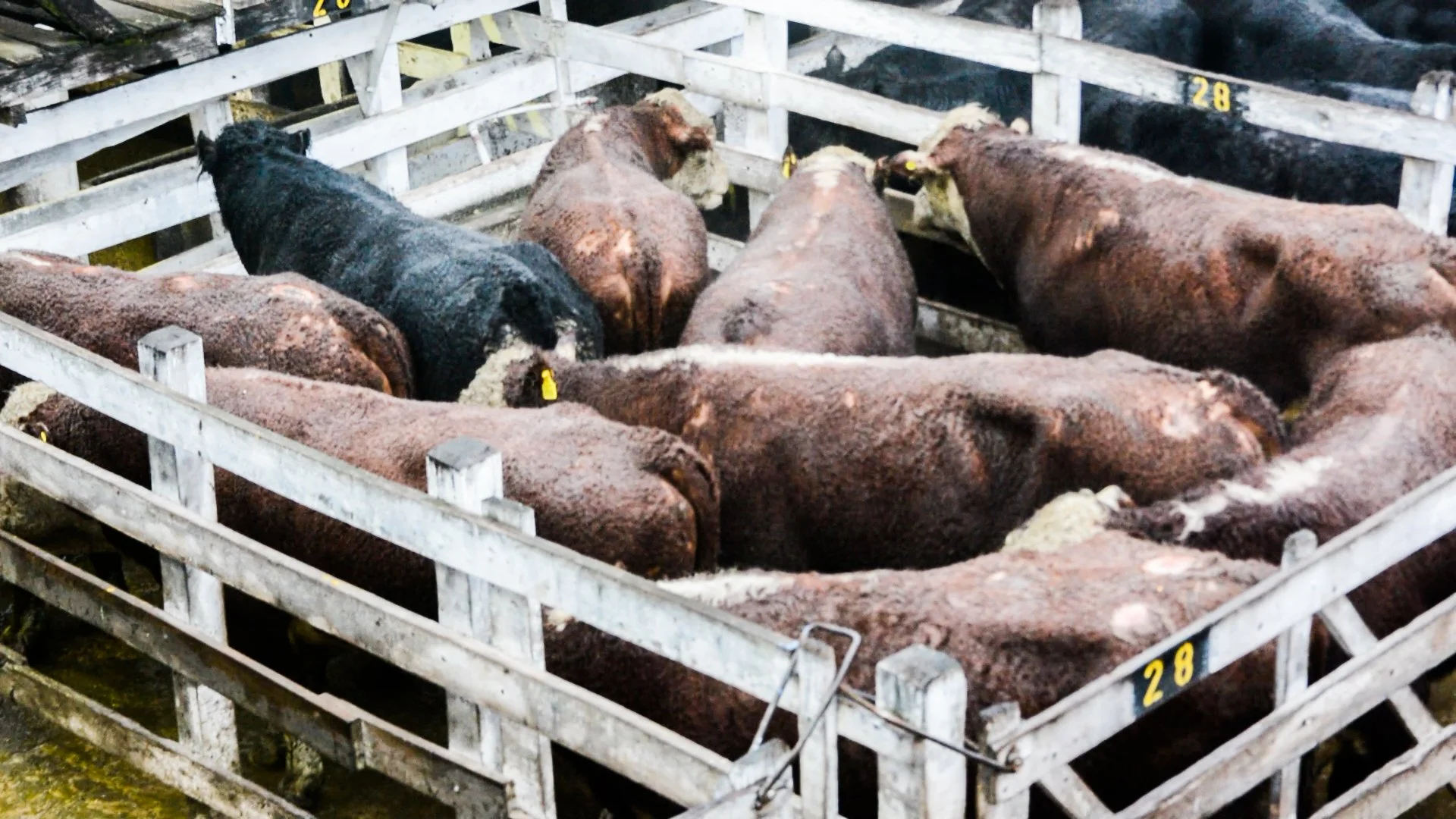 argentinacattle-1-of-10jpg.jpg