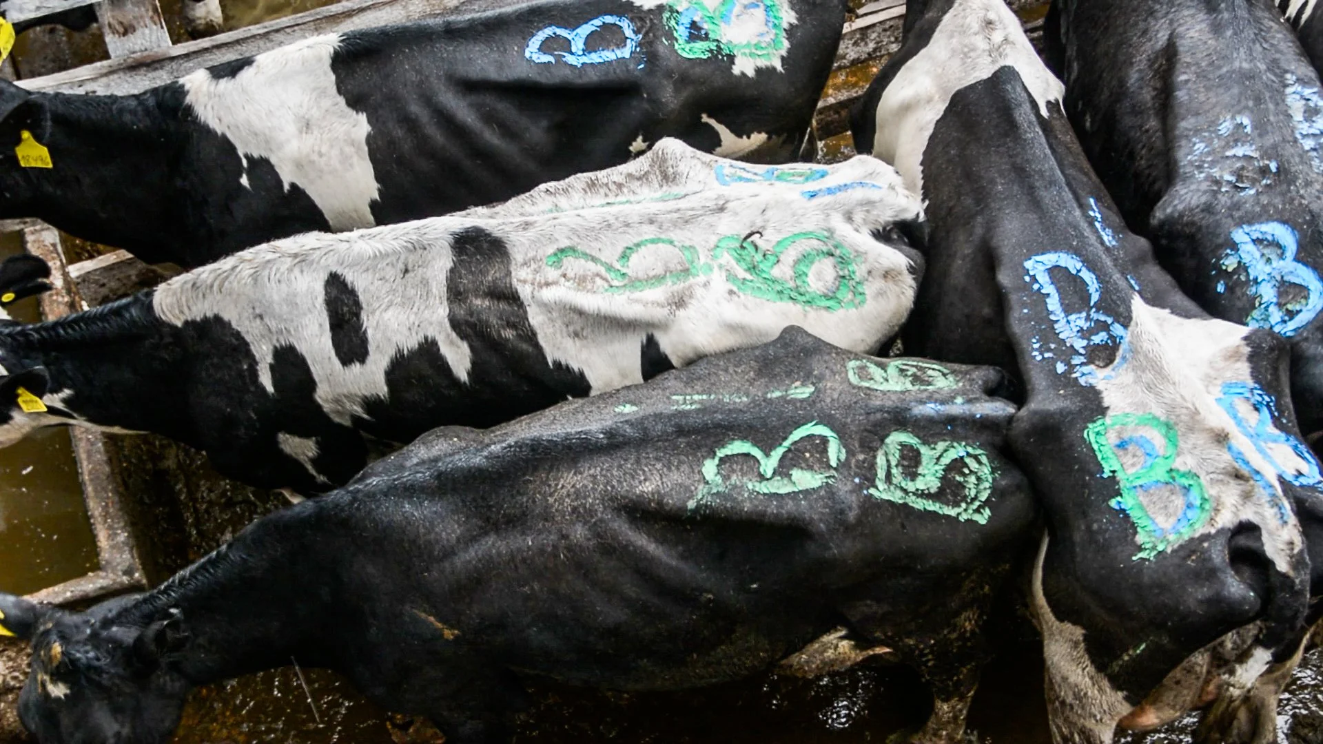 argentinacattle-5-of-10jpg.jpg