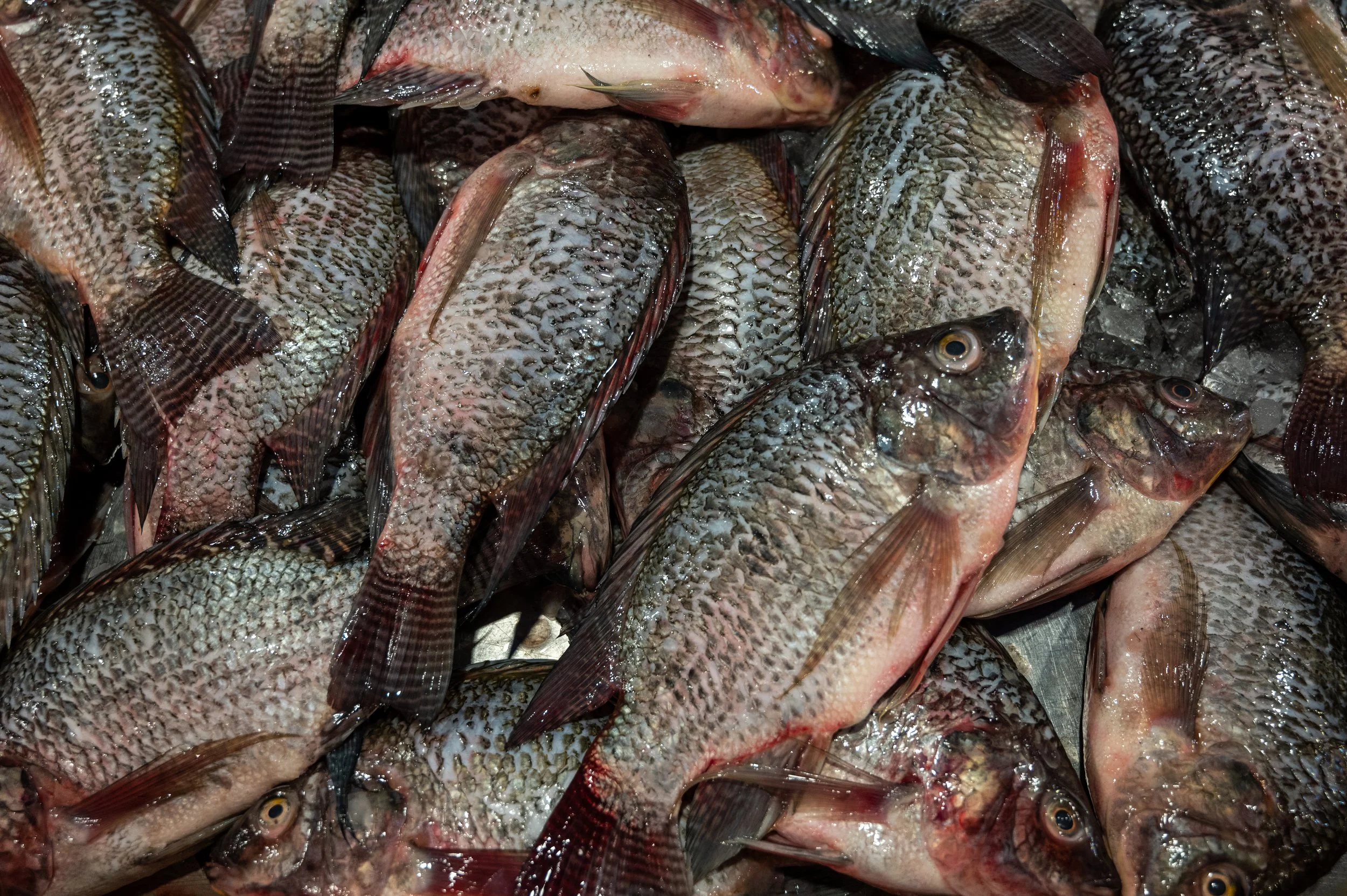 Thai fish farms and markets