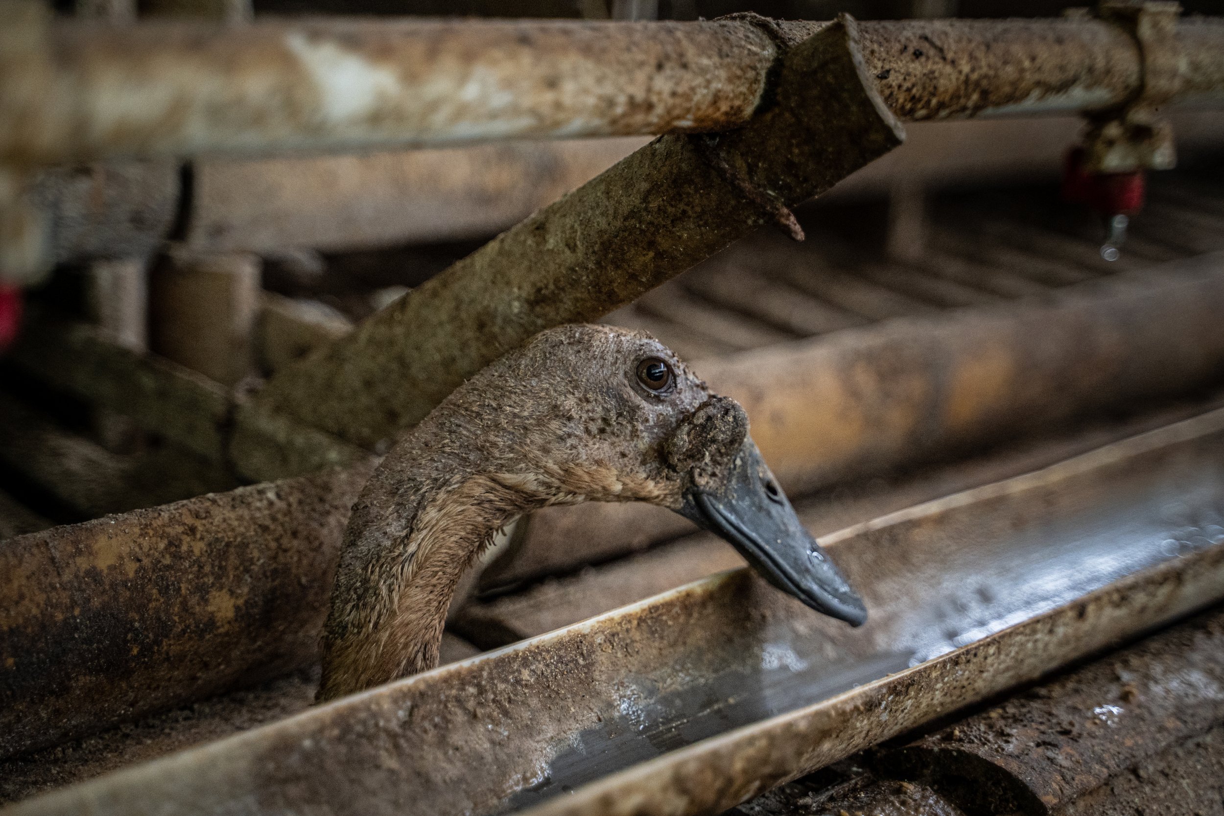 Duck egg farms in Indonesia
