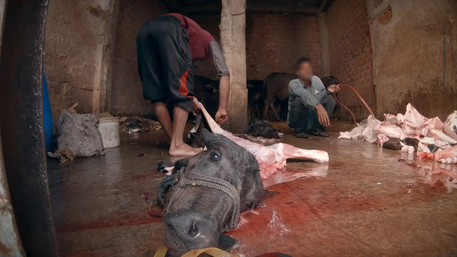 Indian slaughterhouse