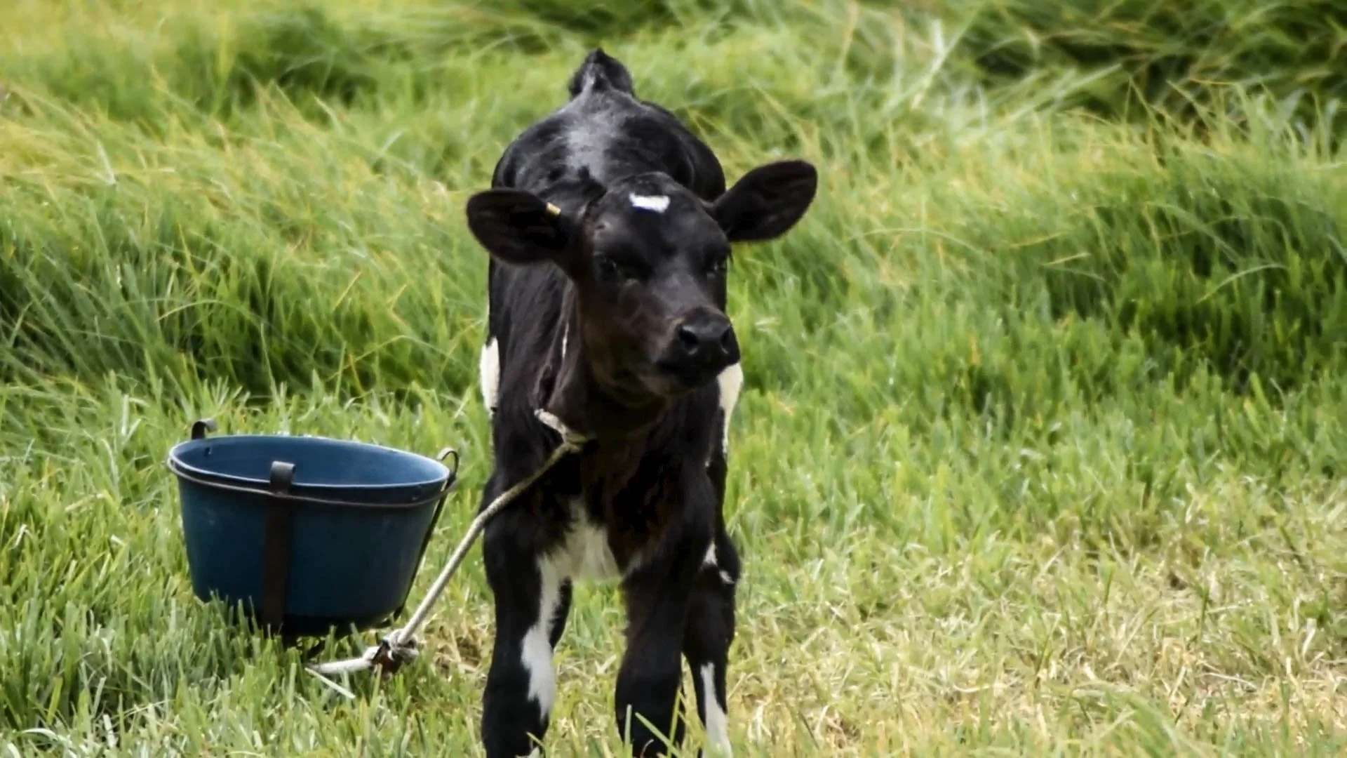 Colombian dairy farms