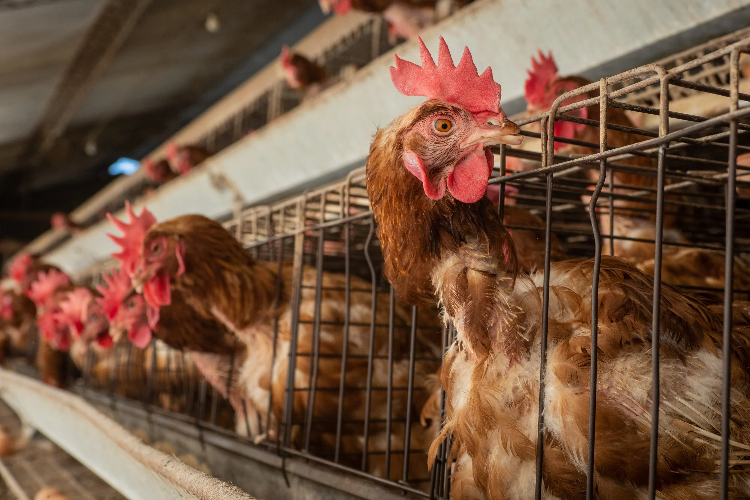 Egg laying hens with losing feather kept in cages