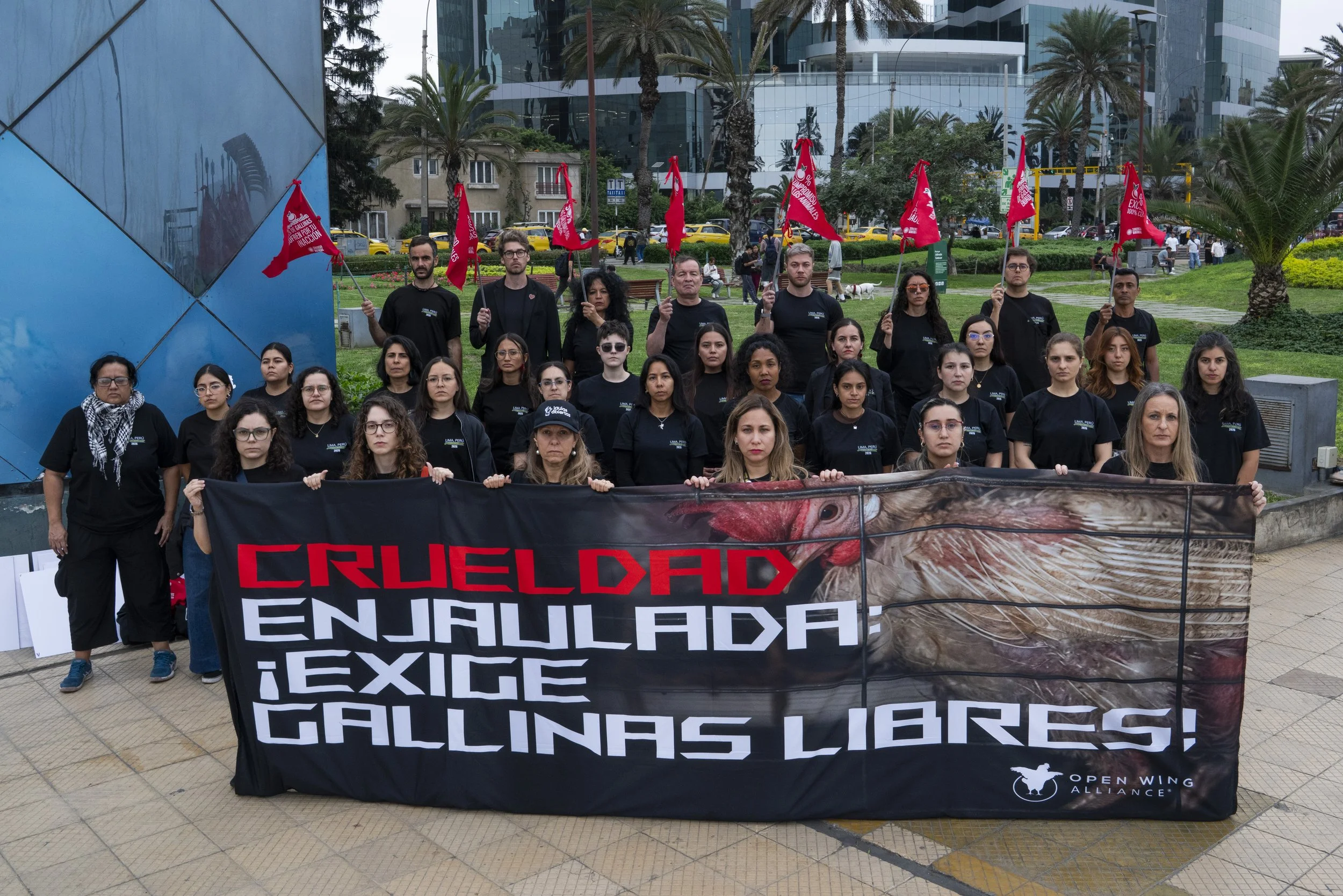 Campaigners Step Up Pressure on Peruvian Supermarket Chain Vivanda Over Egg Sourcing